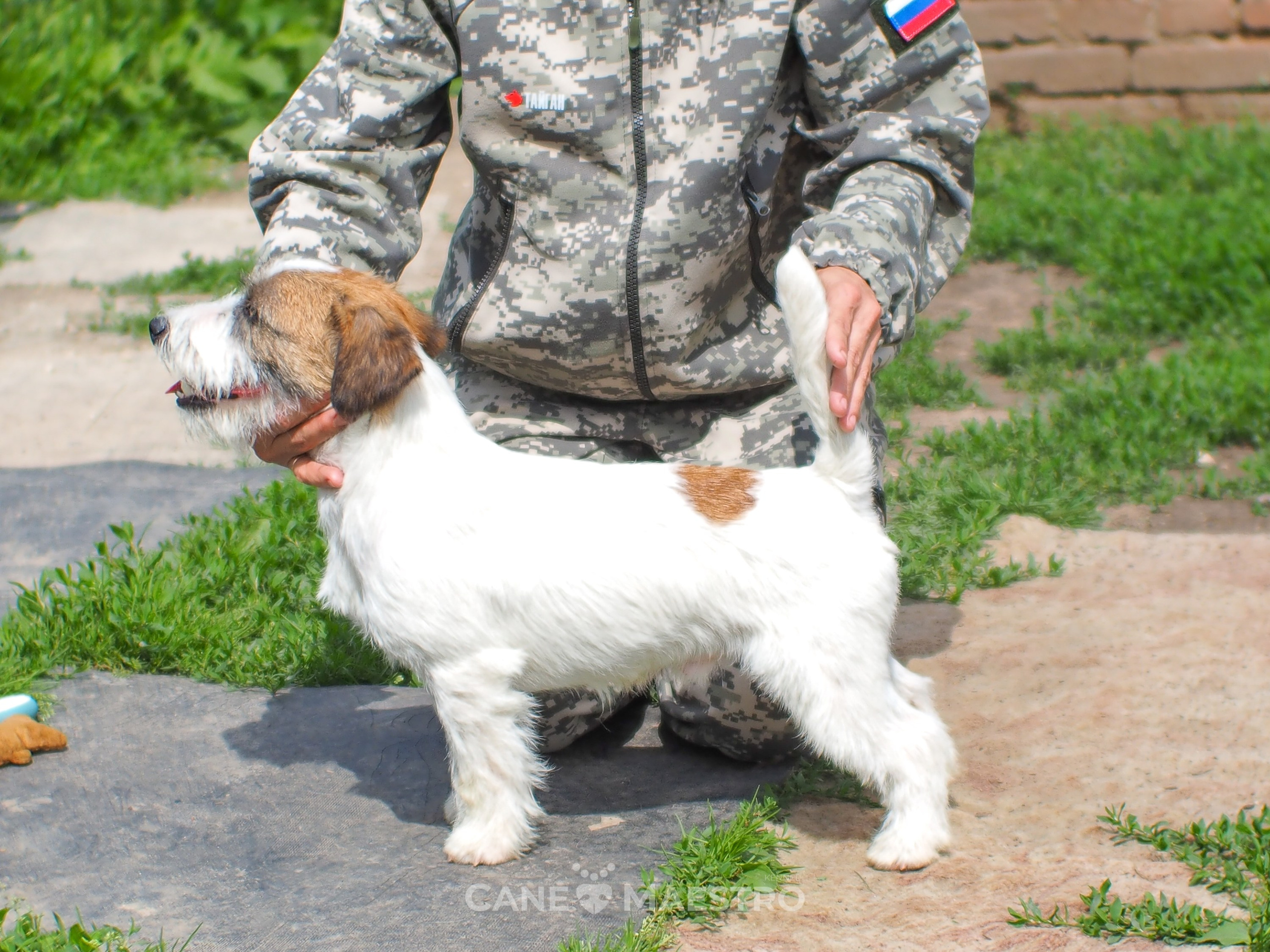 Кобель ХАН СОЛО. CANE MAESTRO — kennel Jack Russell Terrier
