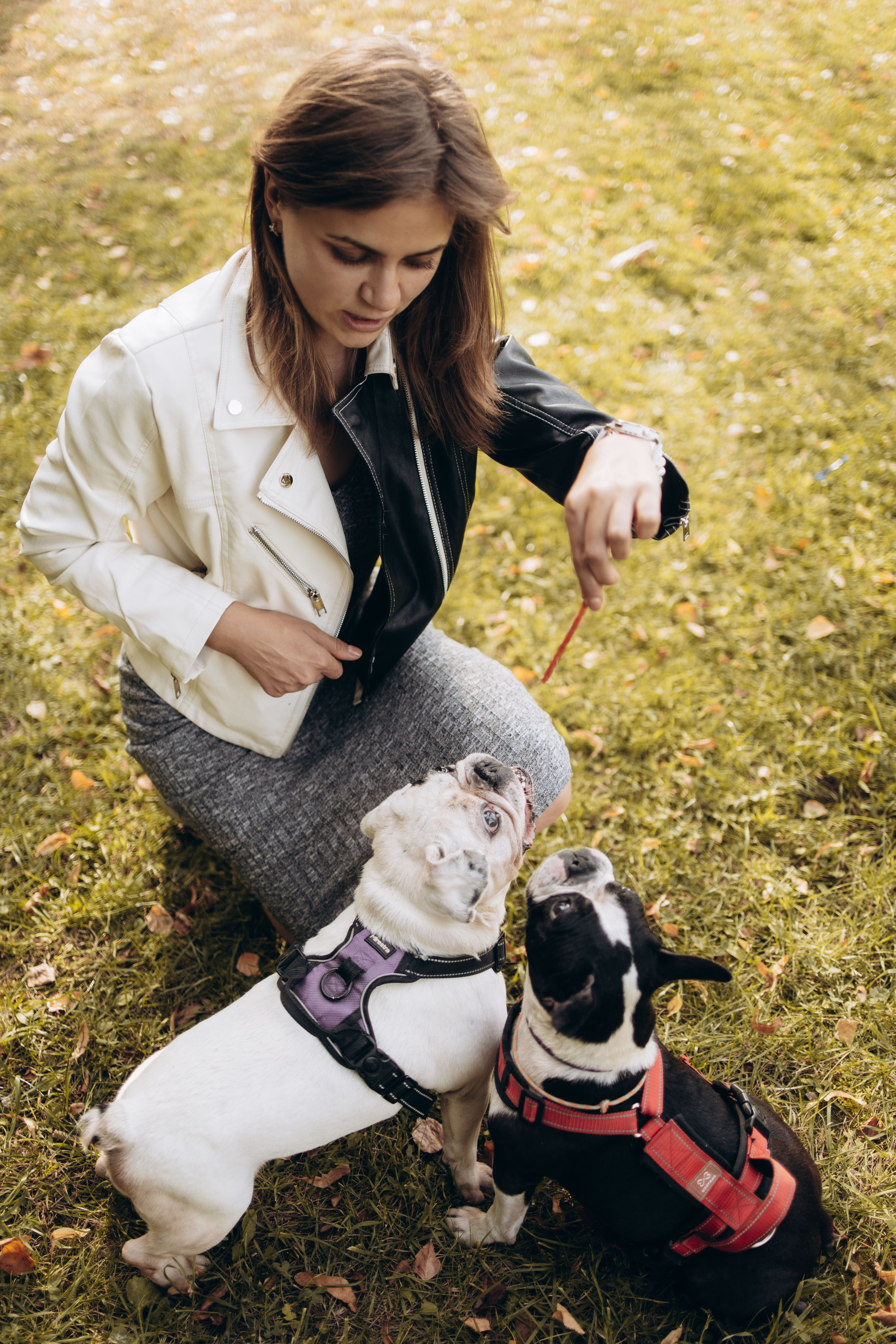 Оля и бульдоги