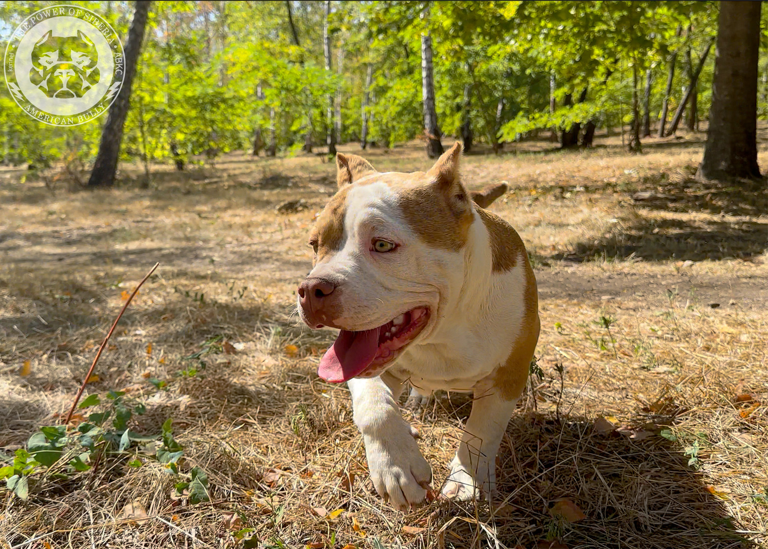 Помет Каспер и Тагира. 21.04.25. Американский Булли в г. Ростов-на-Дону. Питомник THE POWER OF SIBERIA