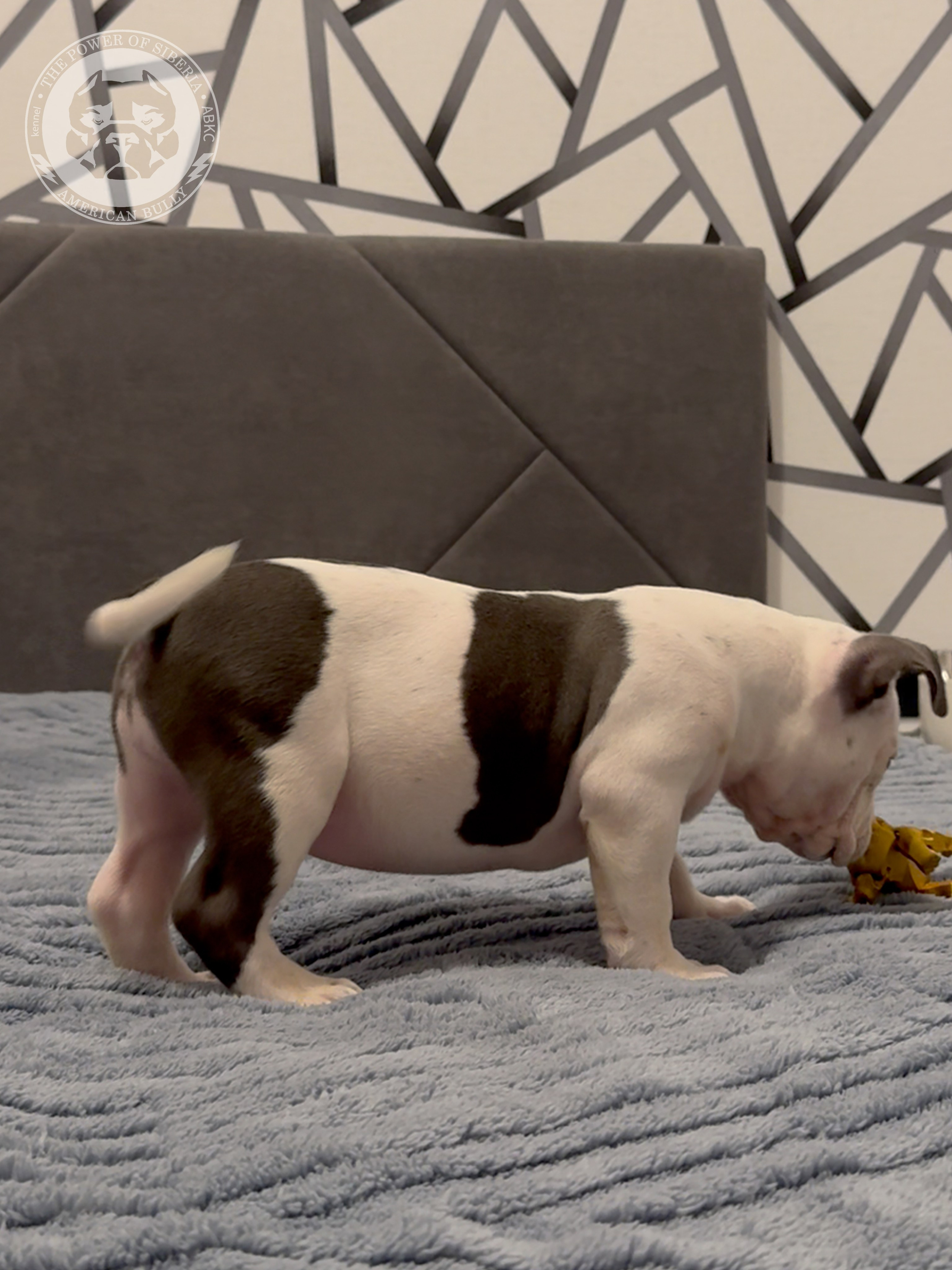 Свободные щенки Американский Булли, в типах покет, классик, стандарт. Американский Булли в г. Ростов-на-Дону. Питомник THE POWER OF SIBERIA