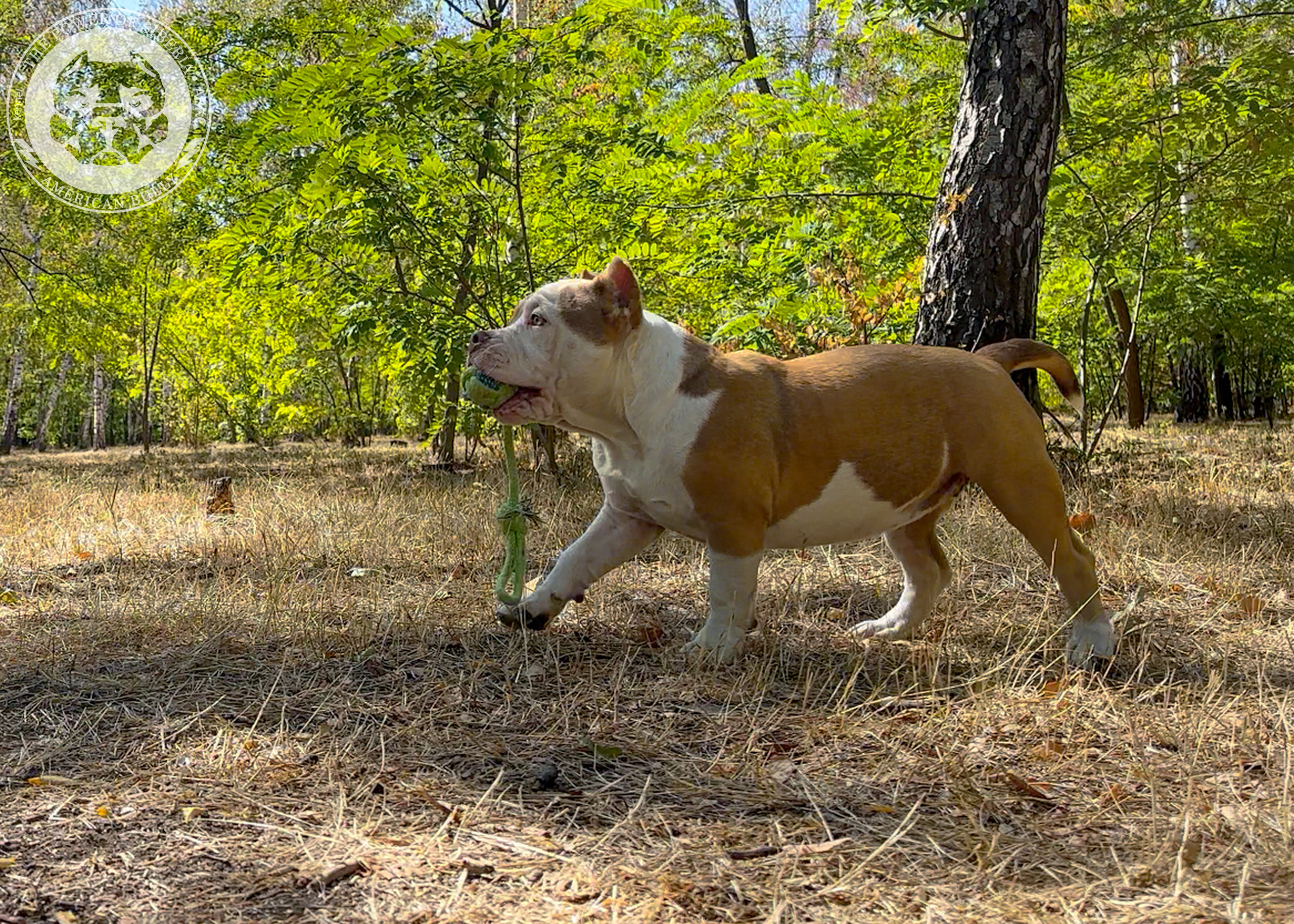 Помет Каспер и Тагира. 21.04.25. Американский Булли в г. Ростов-на-Дону. Питомник THE POWER OF SIBERIA