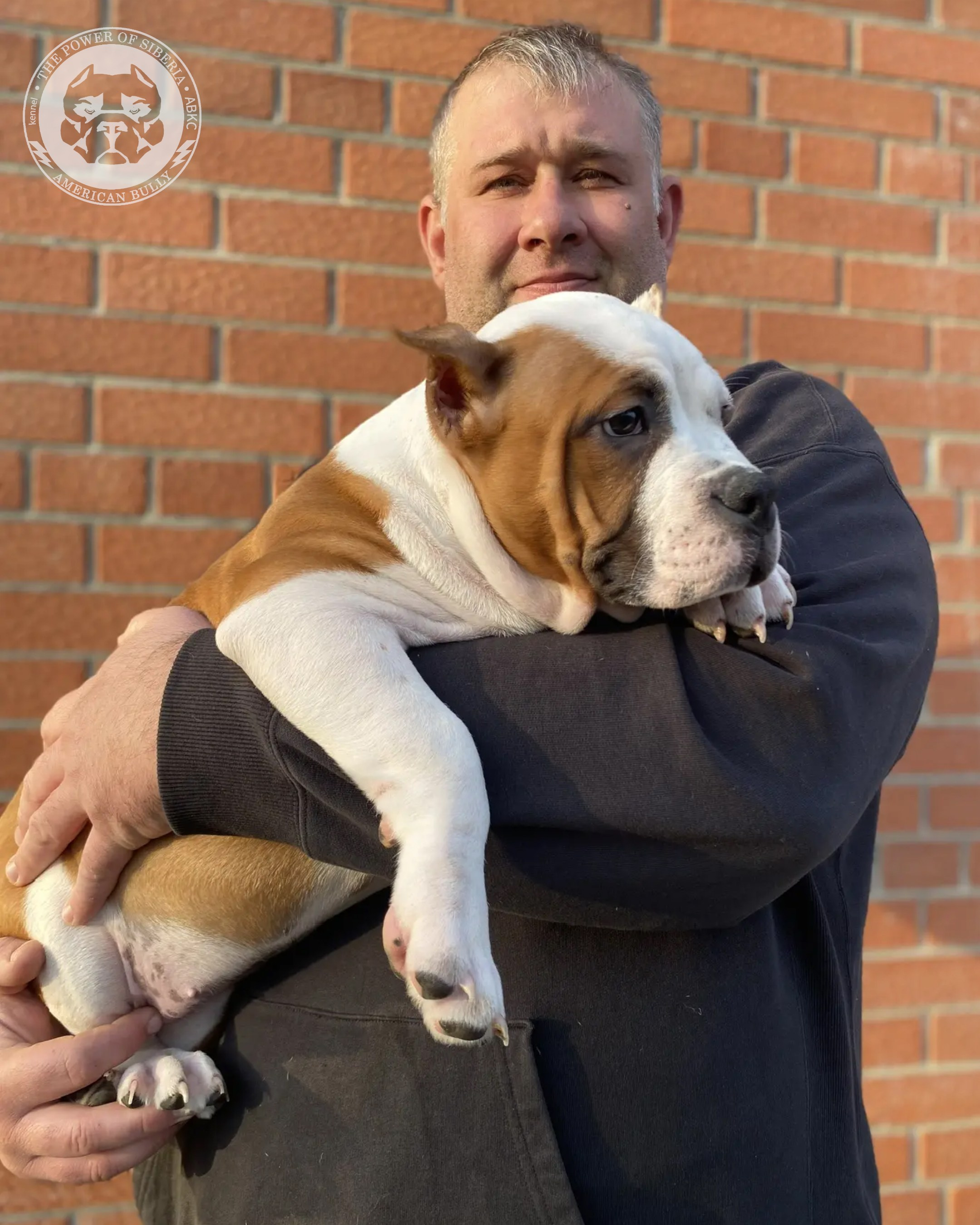 Свободные щенки Американский Булли стандарт и Свободные щенки Американский Булли классик. Американский Булли в г. Ростов-на-Дону. Питомник THE POWER OF SIBERIA