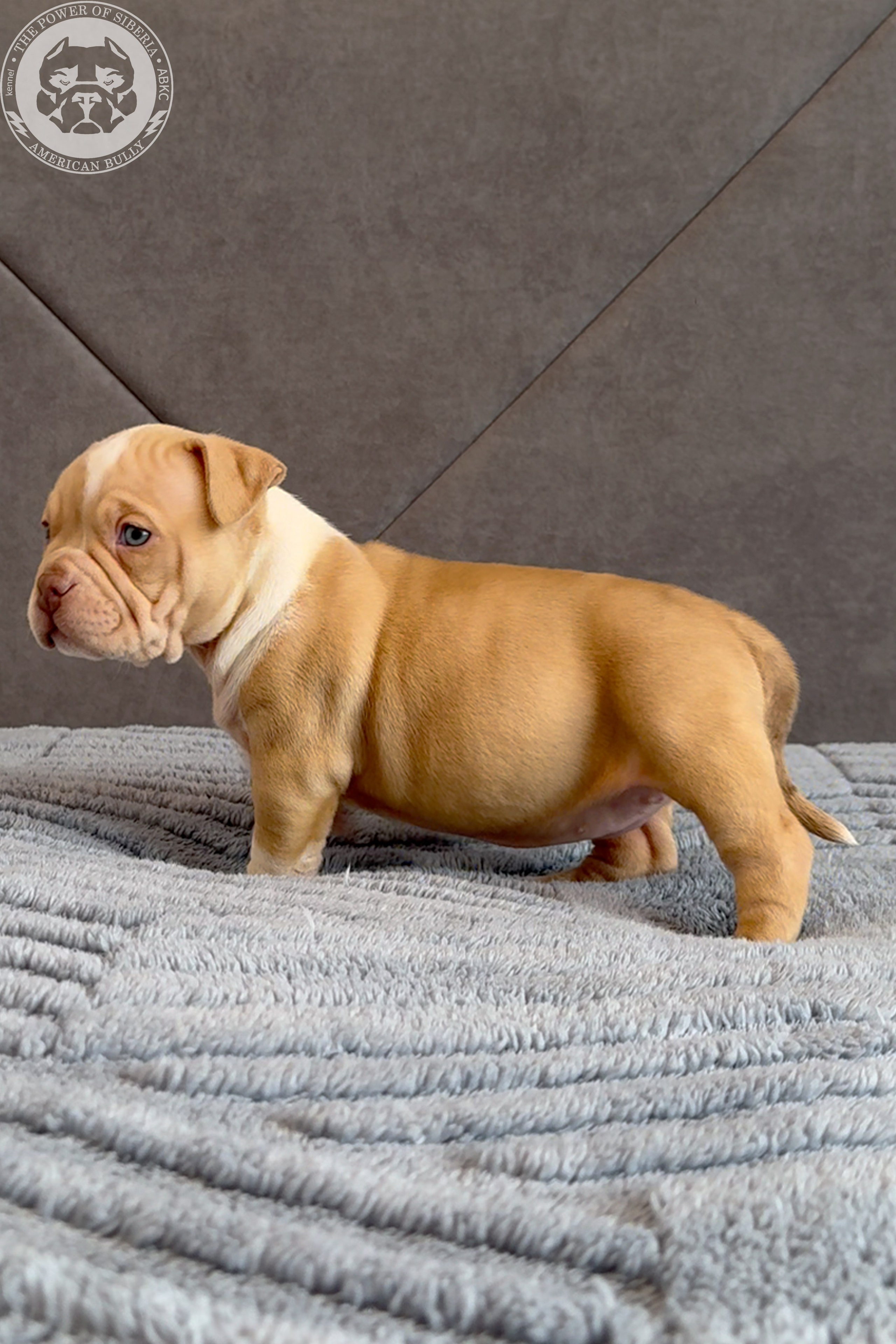 Свободные щенки Американский Булли, в типах покет, классик, стандарт. Американский Булли в г. Ростов-на-Дону. Питомник THE POWER OF SIBERIA
