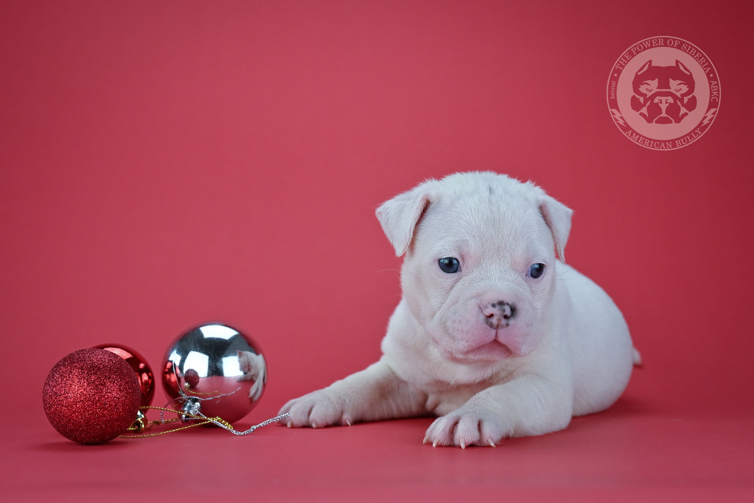 Свободные щенки Американский Булли покет. Американский Булли в г. Ростов-на-Дону. Питомник THE POWER OF SIBERIA