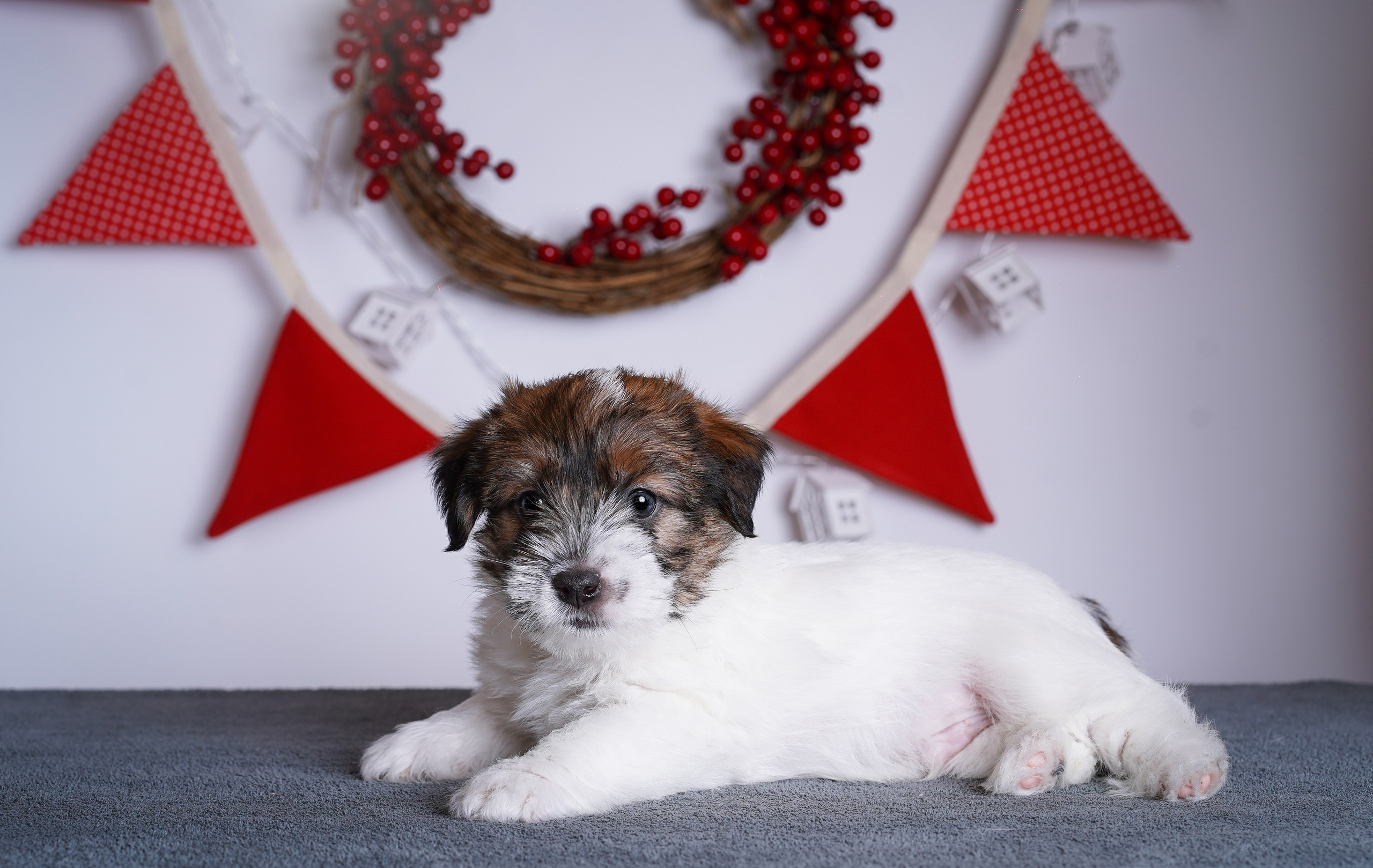 Щенки джек-рассела. Фотограф-анималист в Санкт-Петербурге Яна Мартынова