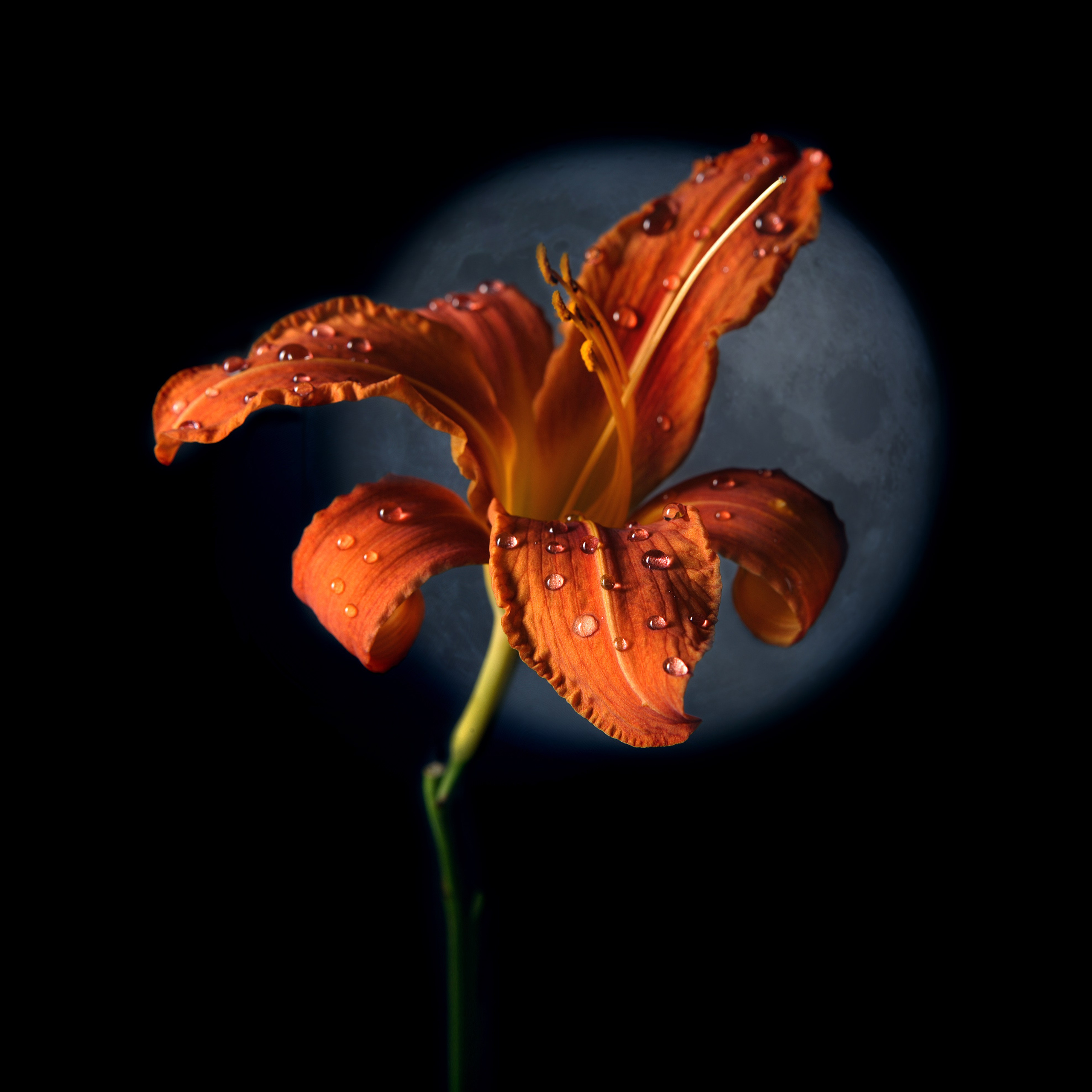 Цветы. Фотограф Мария Кольцова