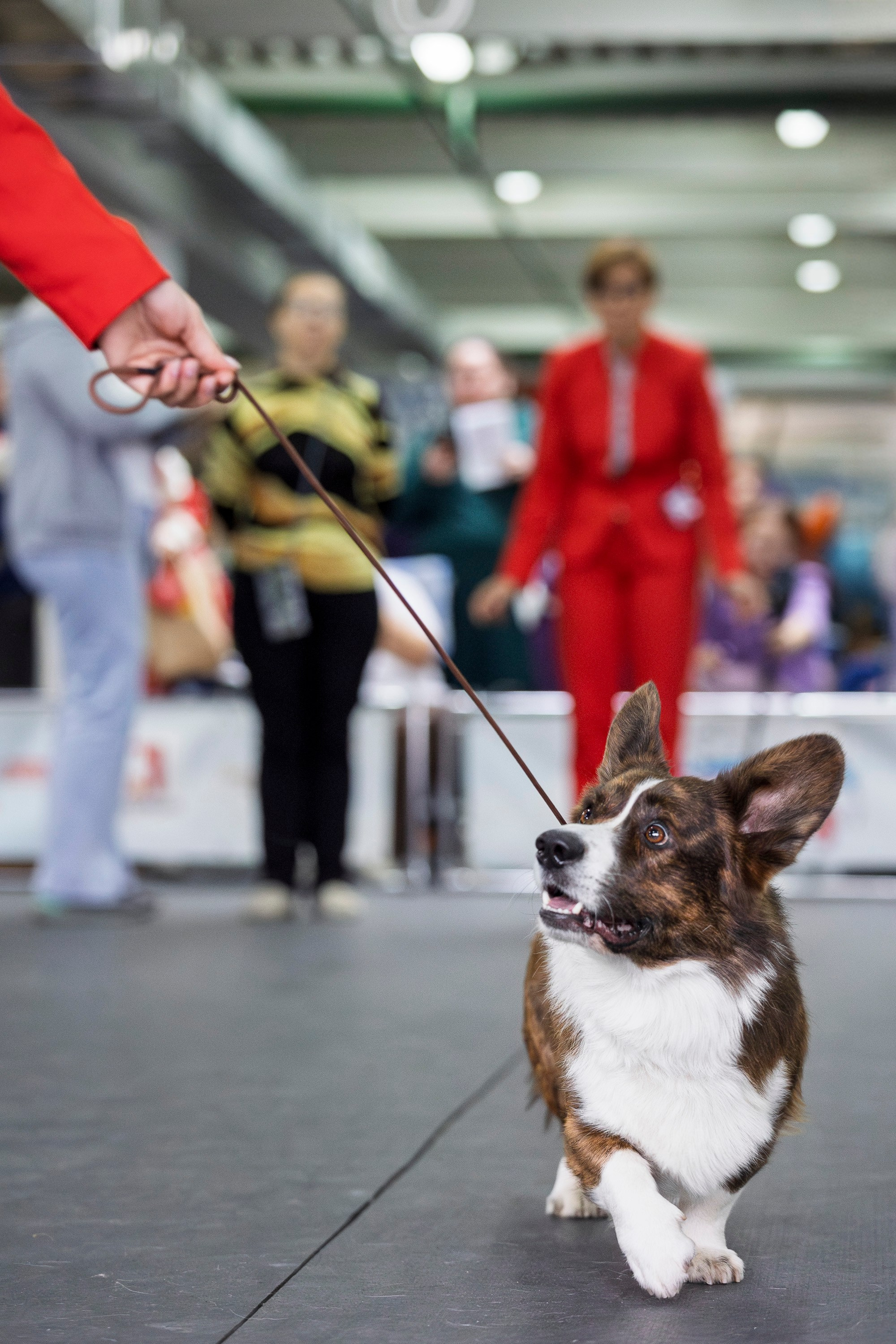 Националка ВКК 2024. Фотограф анималист, семейный фотограф, фотограф собак Комратова Мария. г. Москва