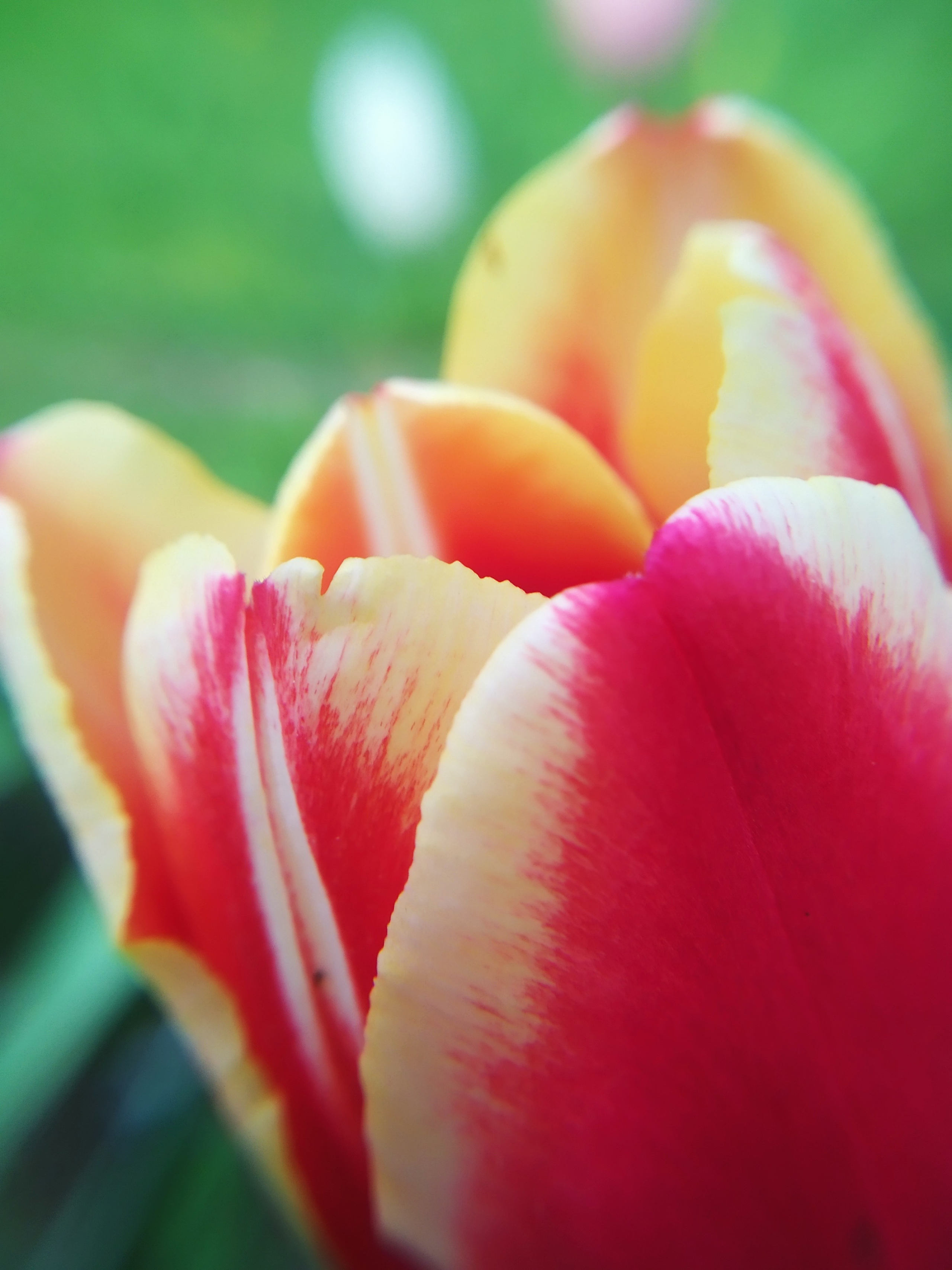 Цветы в Москве