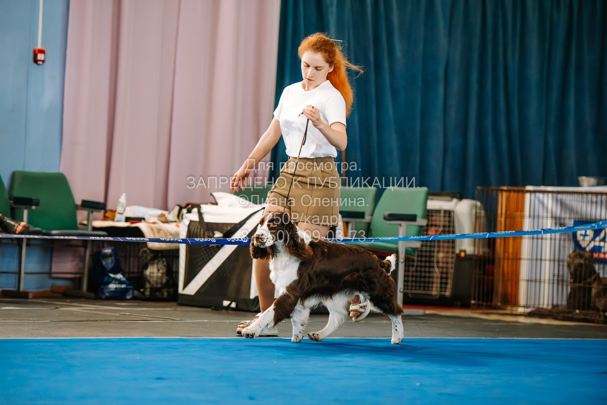Национальная выставка собак всех пород ранга САС-IKU «Кубок Красноярск. Фотограф Диана Оленина Красноярск / Братск