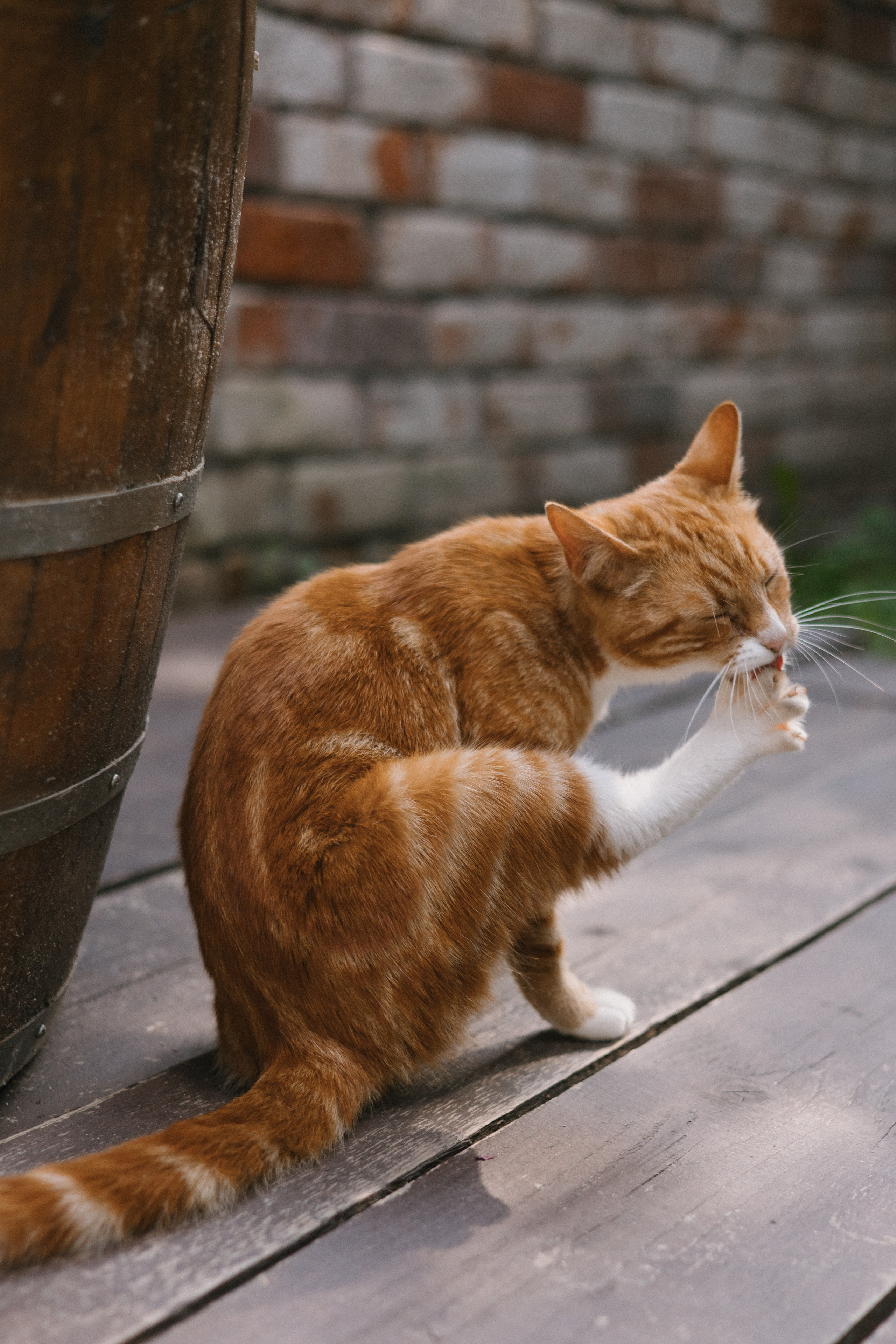 32 человека и 1 кот. Свадебный и семейный фотограф в Санкт-Петербурге и Москве