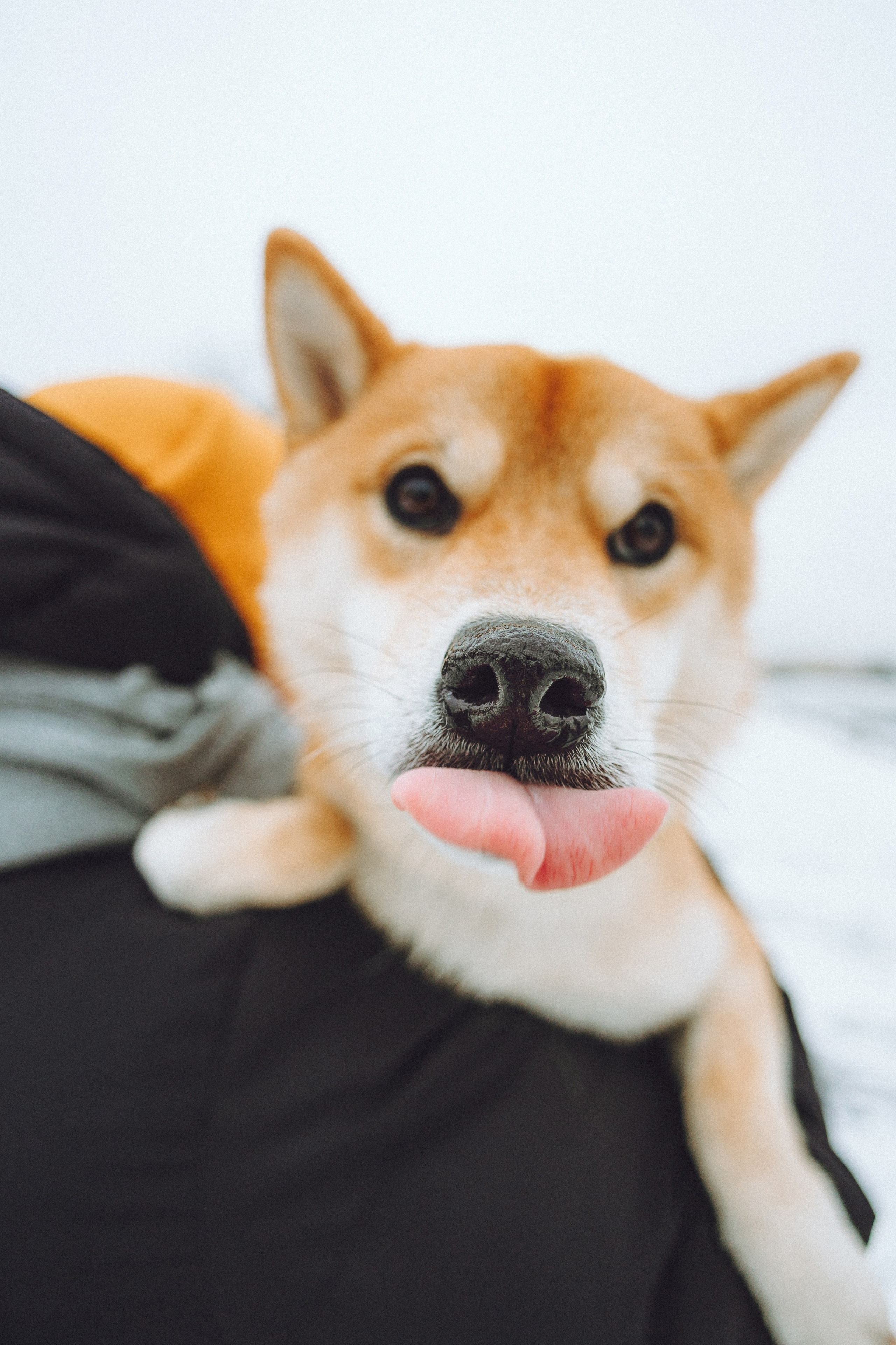 Настя и Ронин