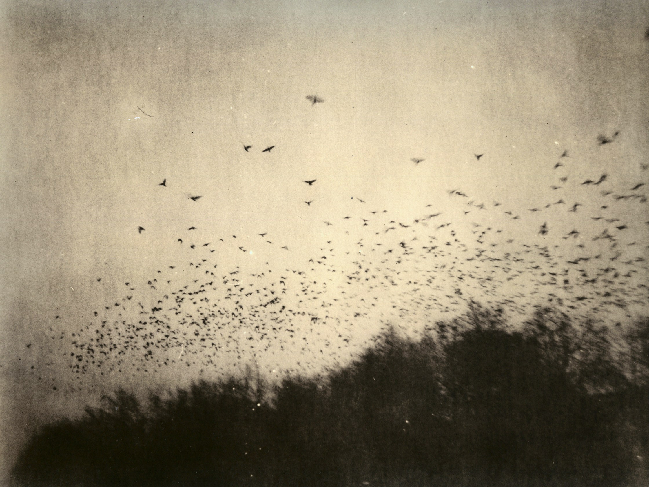 Dmitry Gudimenko | Analog visual artist