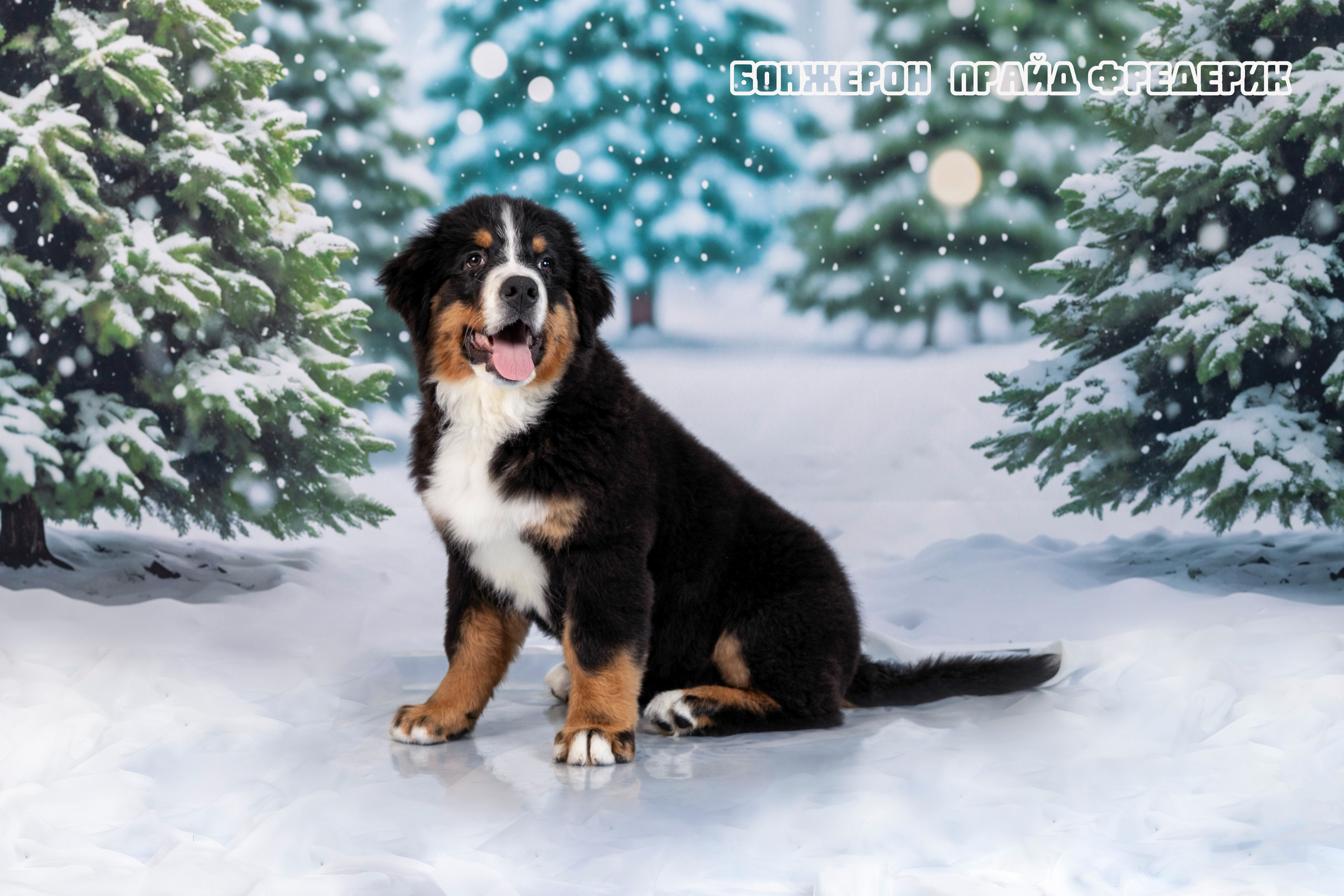 Бонжерон прайд. Фотограф 📸 семейный, предметный, репортажный