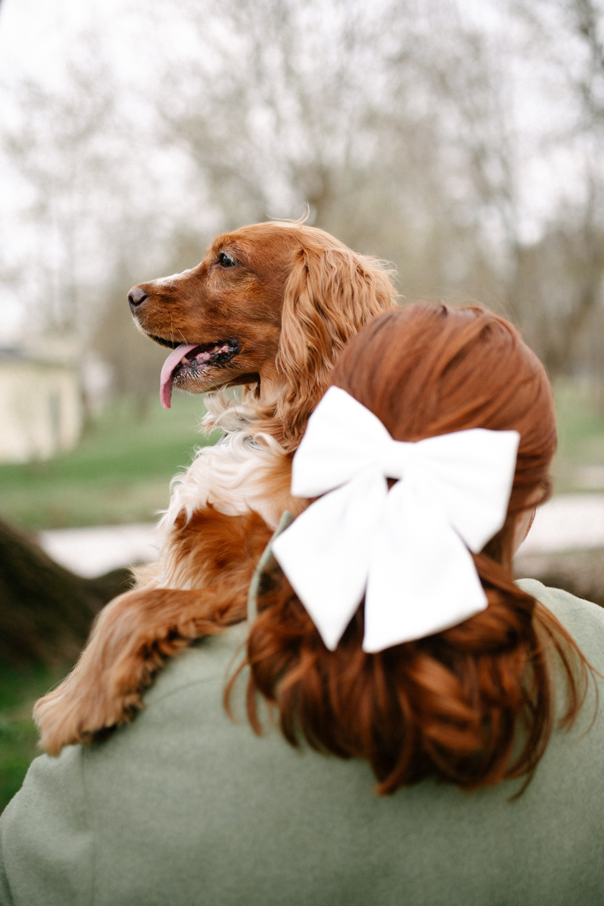 Рыжая команда. Фотограф анималист в Москве Ольга Агушева