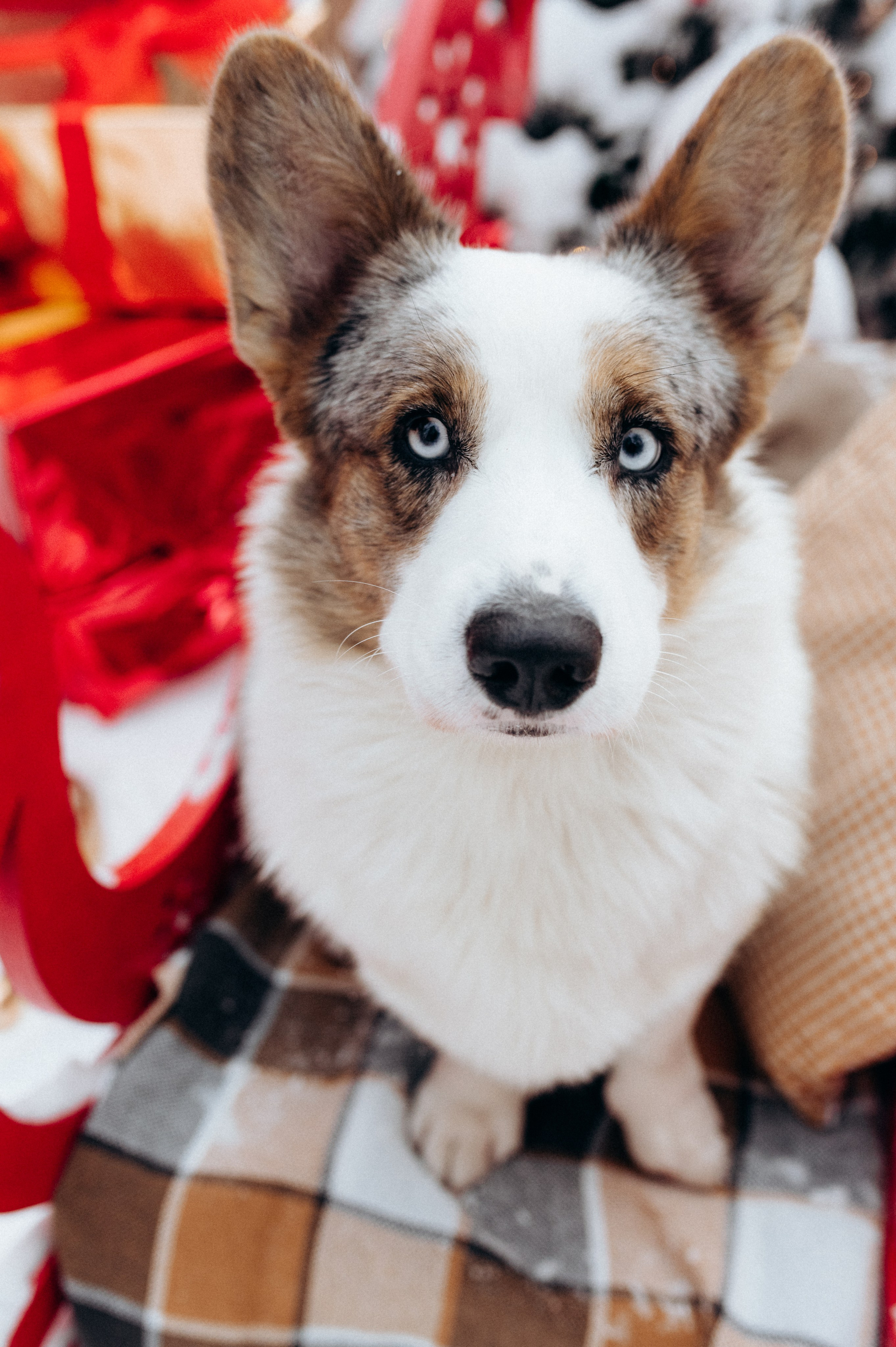 Маша и Дэф. Фотограф анималист в Москве Ольга Агушева