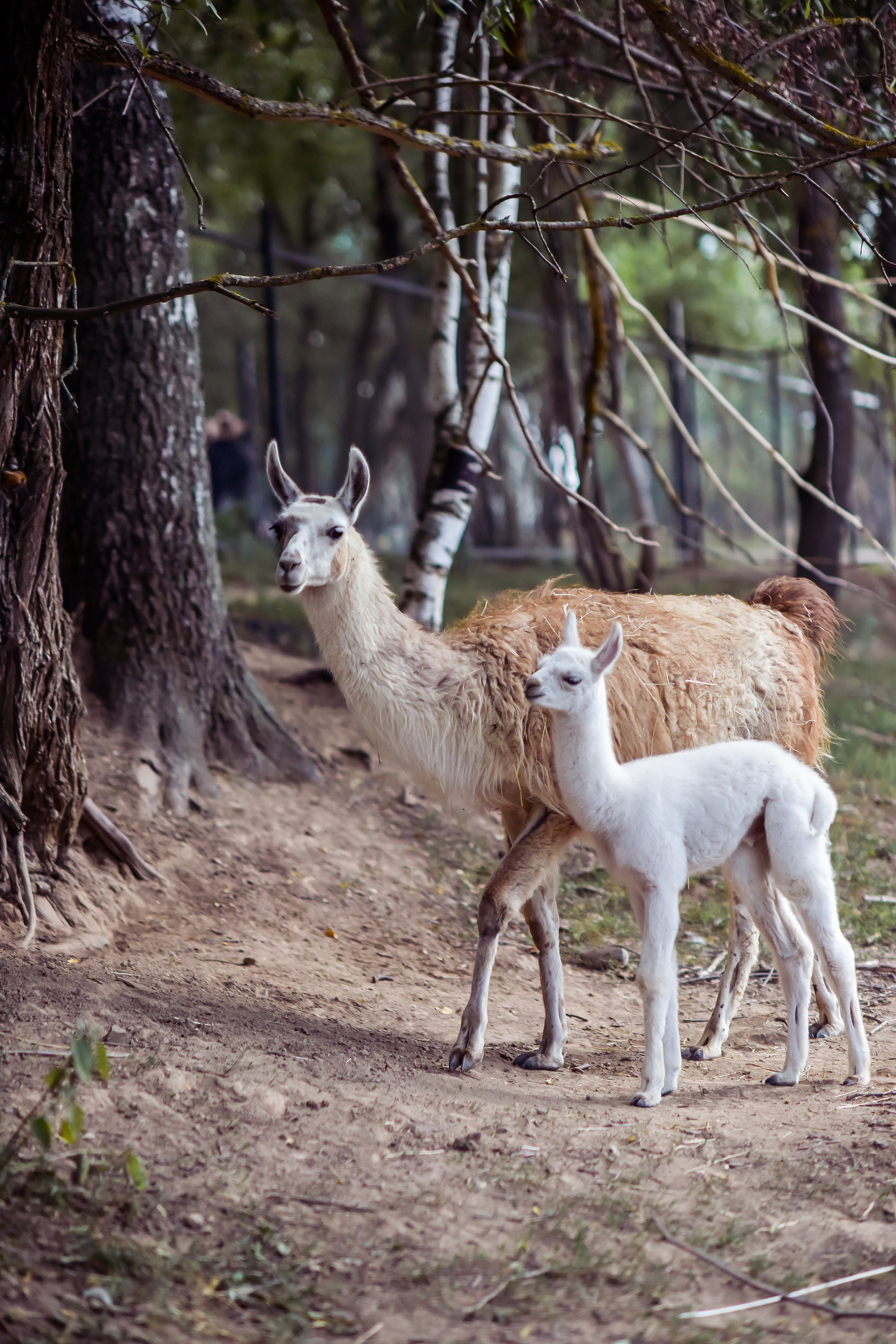 РАНЧО/ АВГУСТ. Фотограф для бизнесконтента, репортажей и семейного альбома в Москве