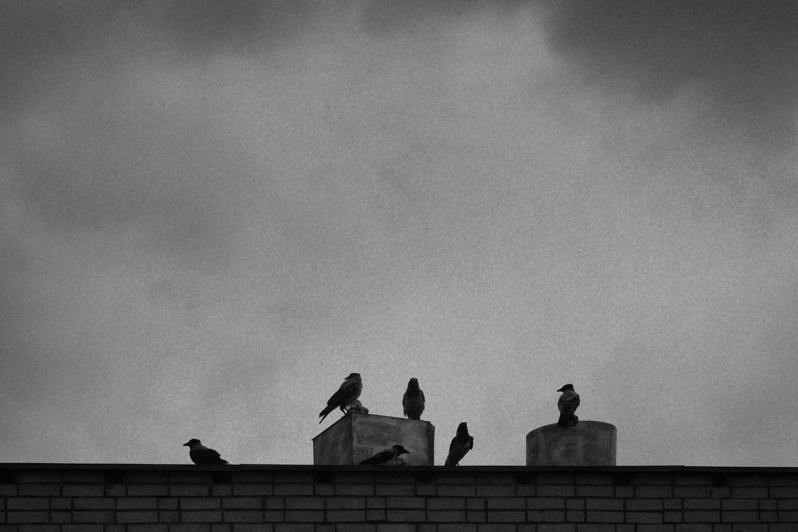 Наблюдая за птицами 🦅. Миша Печёнкин | фотография