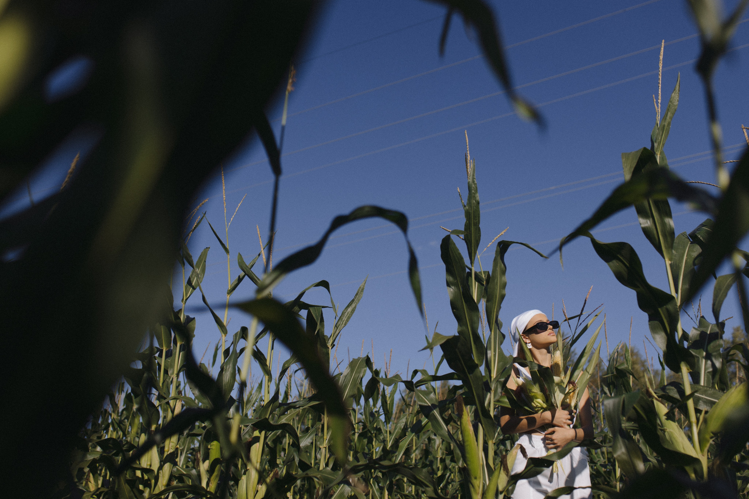 Любовь нашла в кукурузе