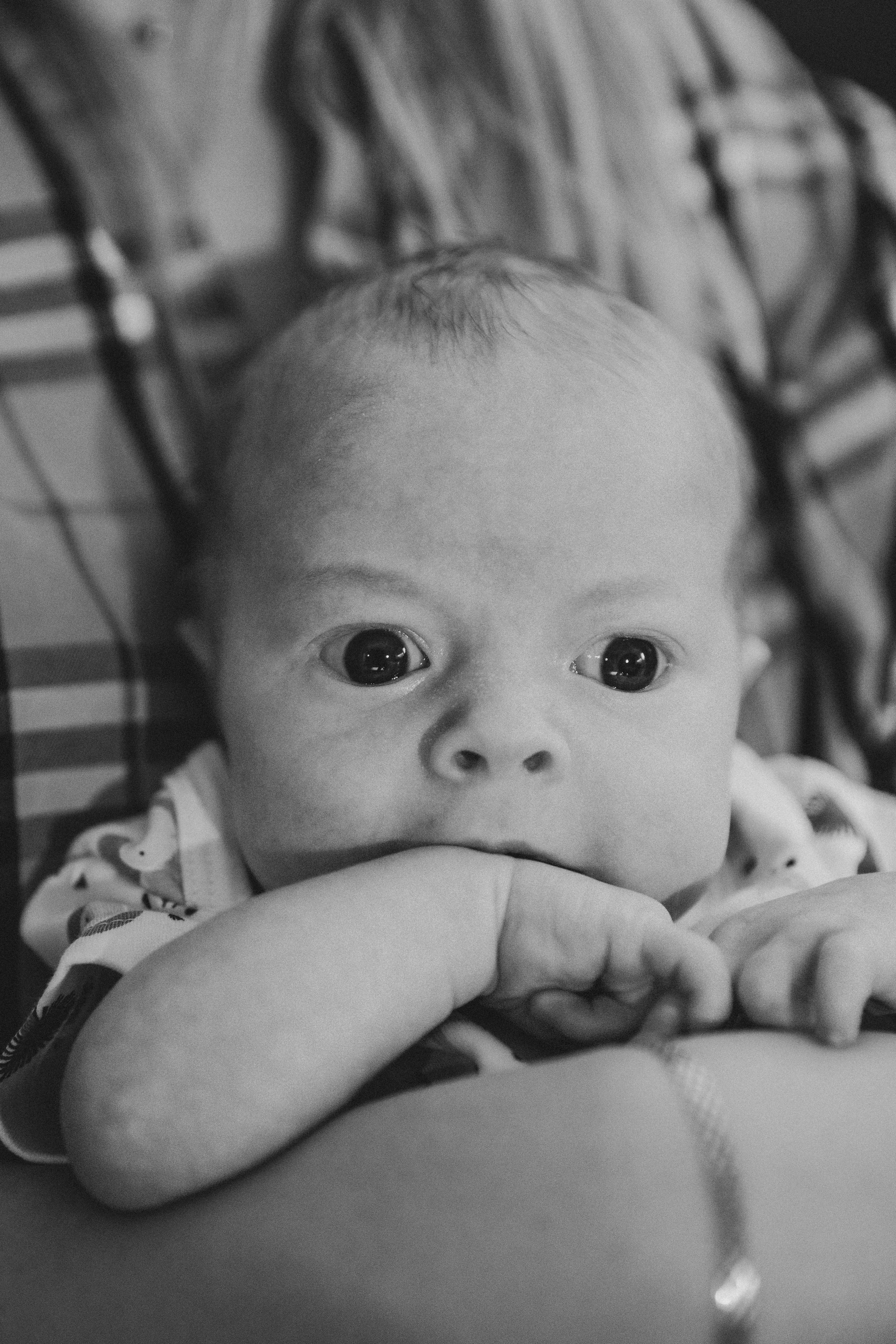 Лев. Фотограф Анастасия Петрова