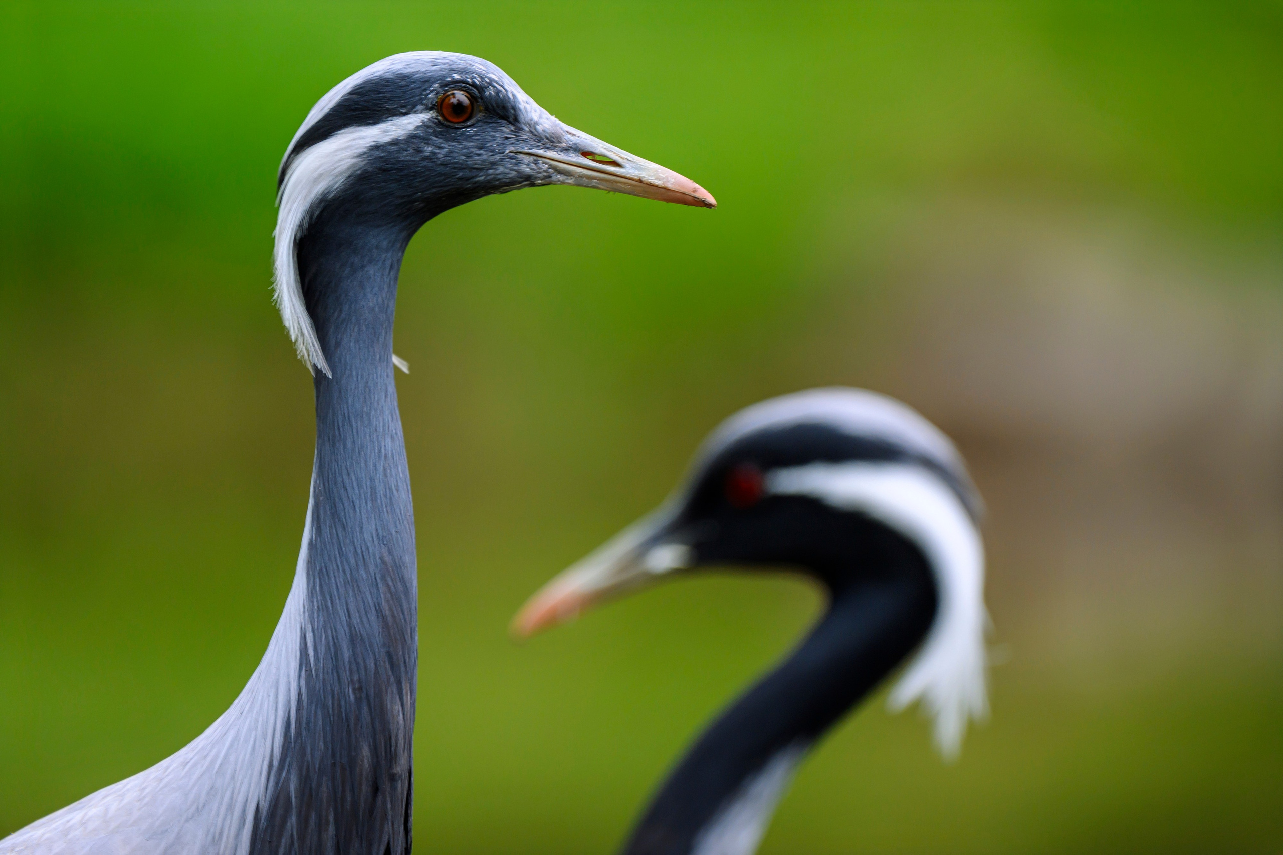 Журавль красавка. Фотограф Сергей Пупонин