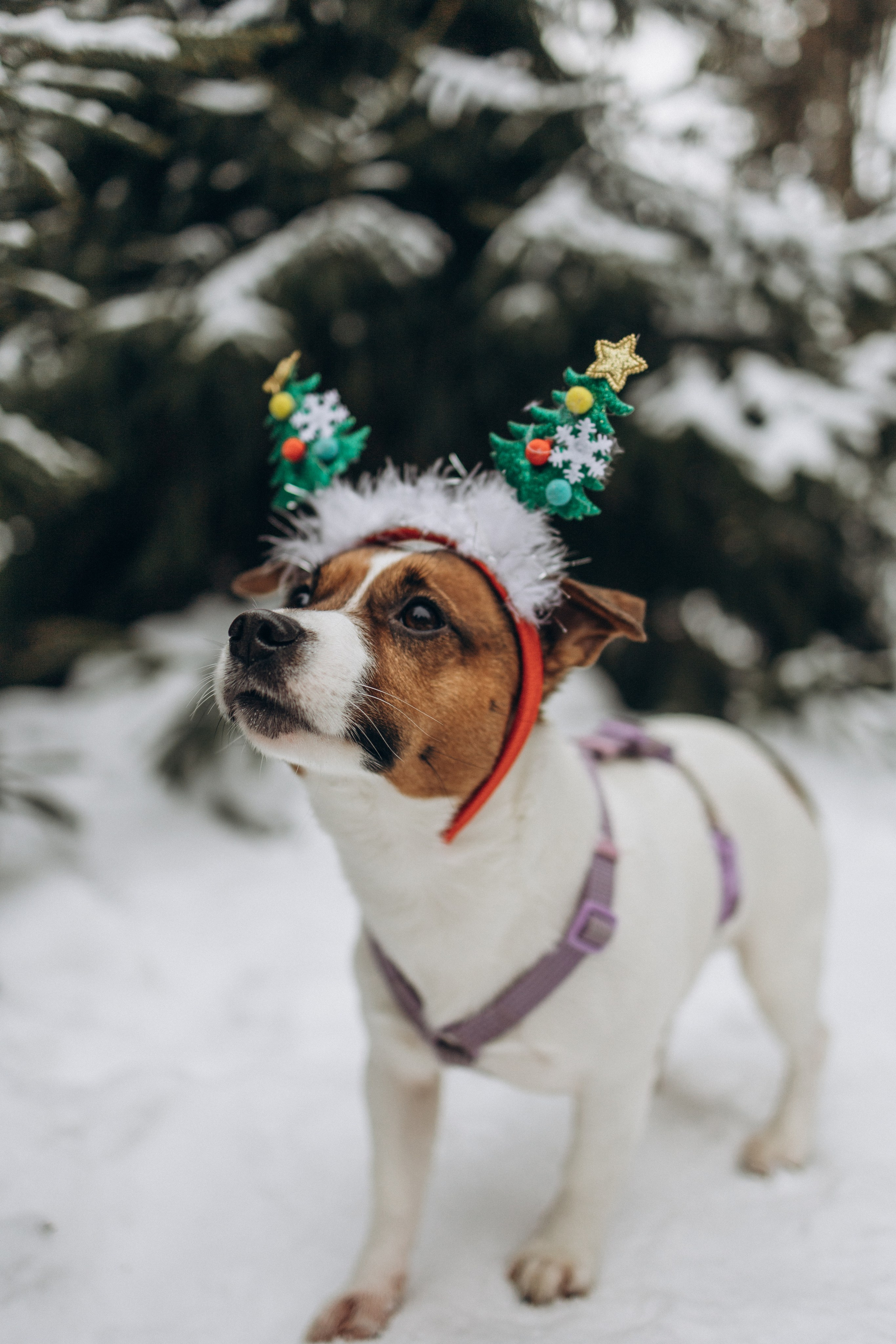 Зимняя прогулка. Семейный фотограф в Москве Валерия Карпова
