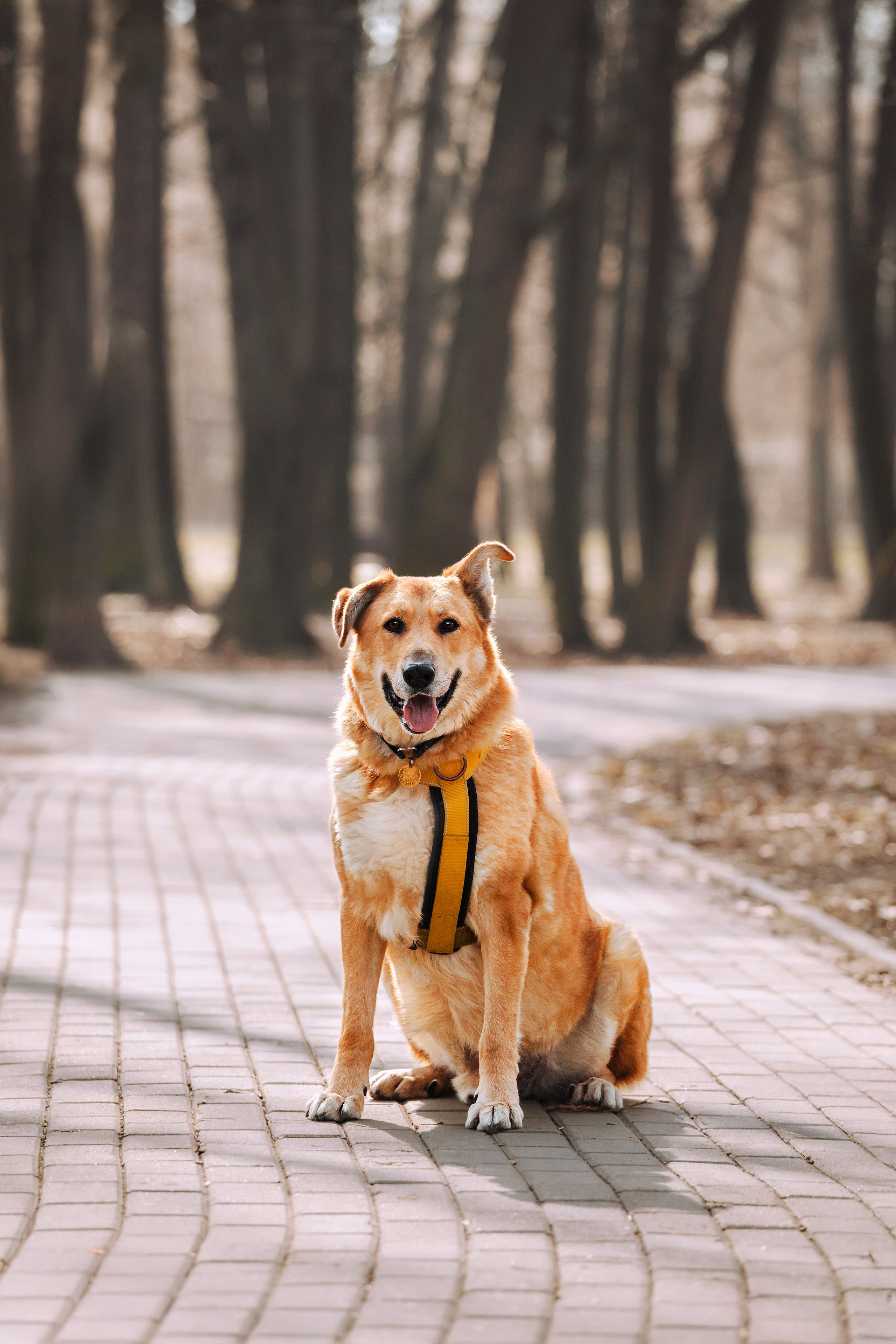 Собаки из приюта Дубовая роща весна 2025. Фотограф-анималист Татьяна Степанова