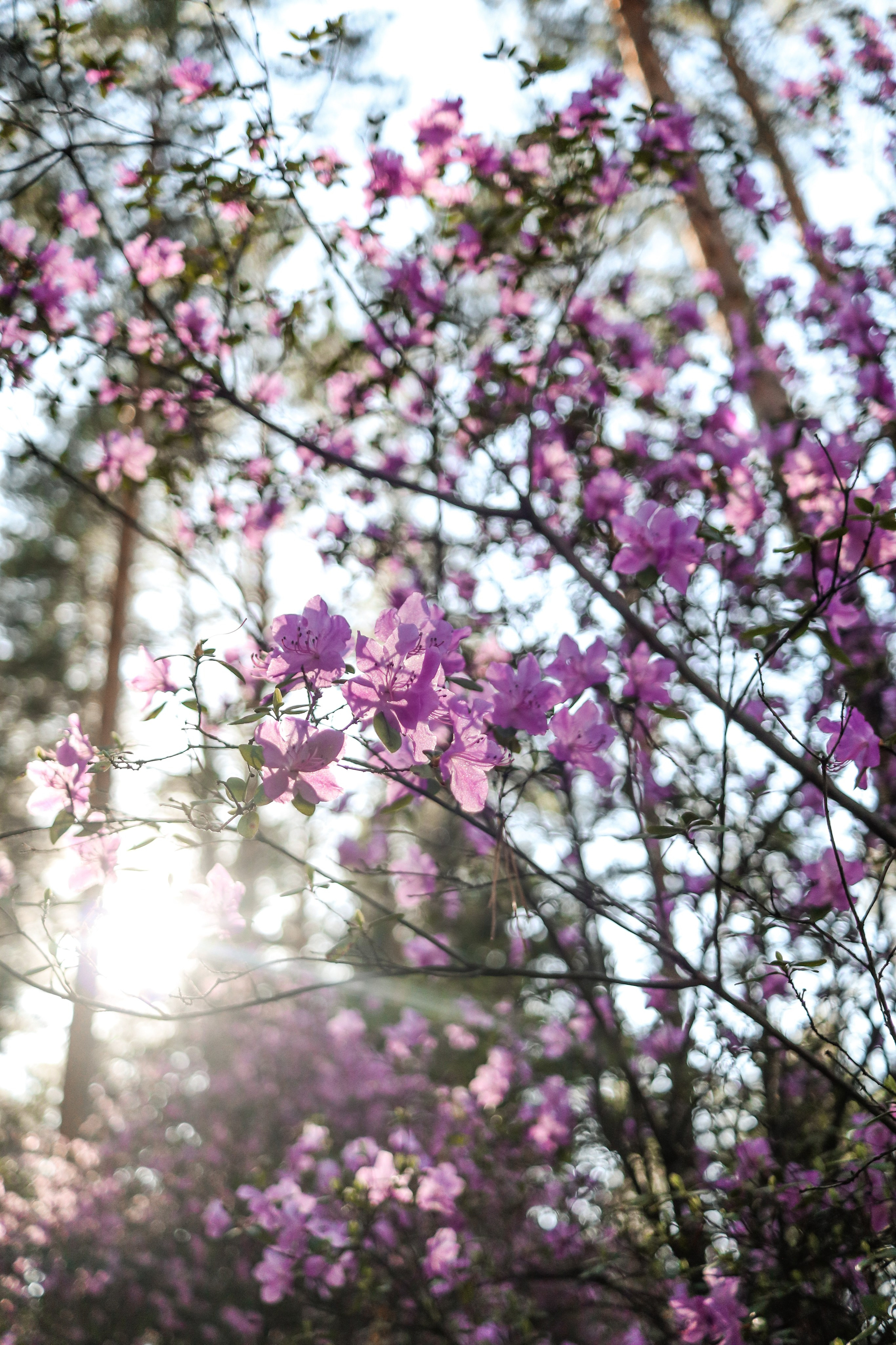 «Тэнери» горный отель, респ. Алтай. Контент фотограф Дмитрий Борисов