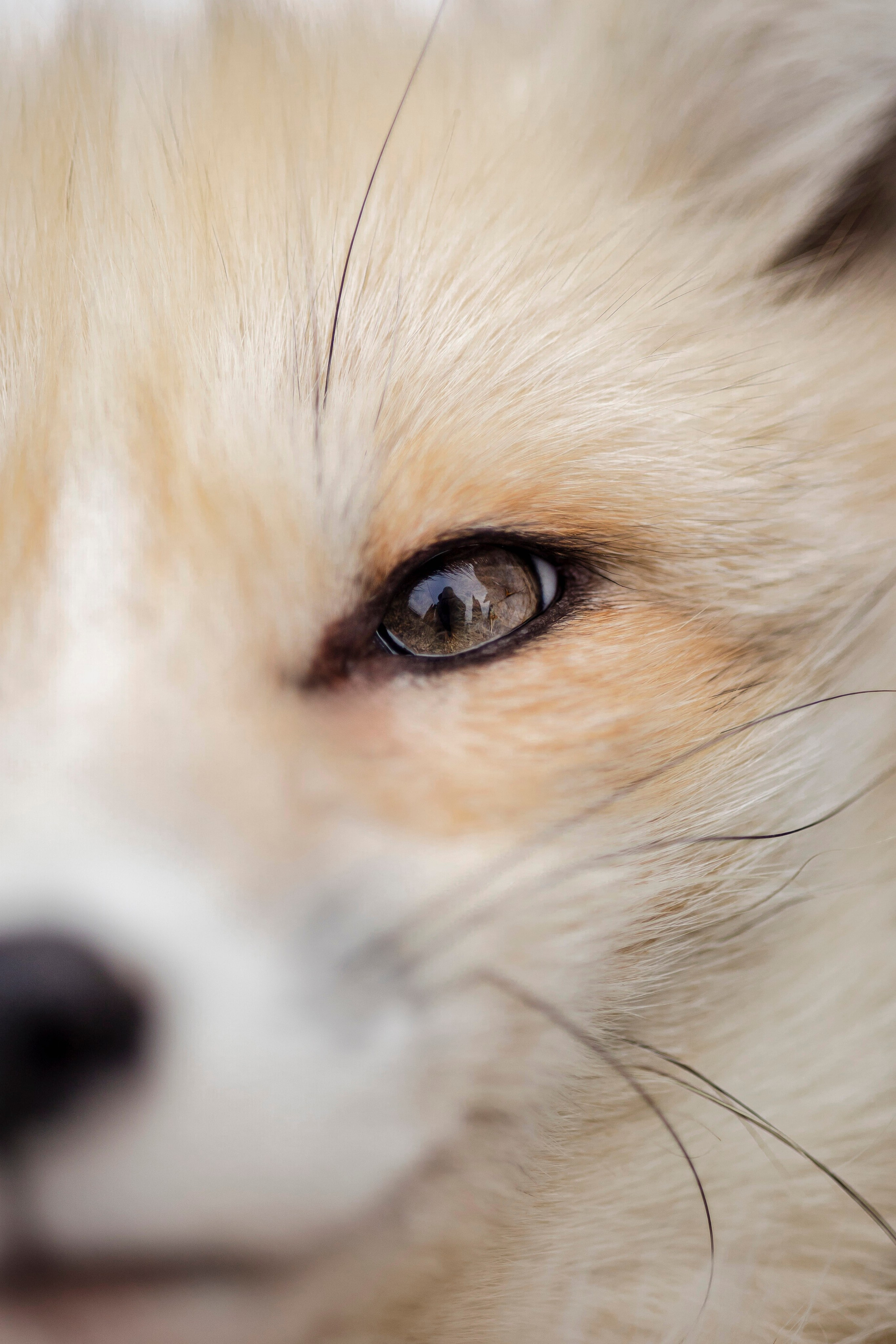 Съемка с лисами. Анастасия Белаш