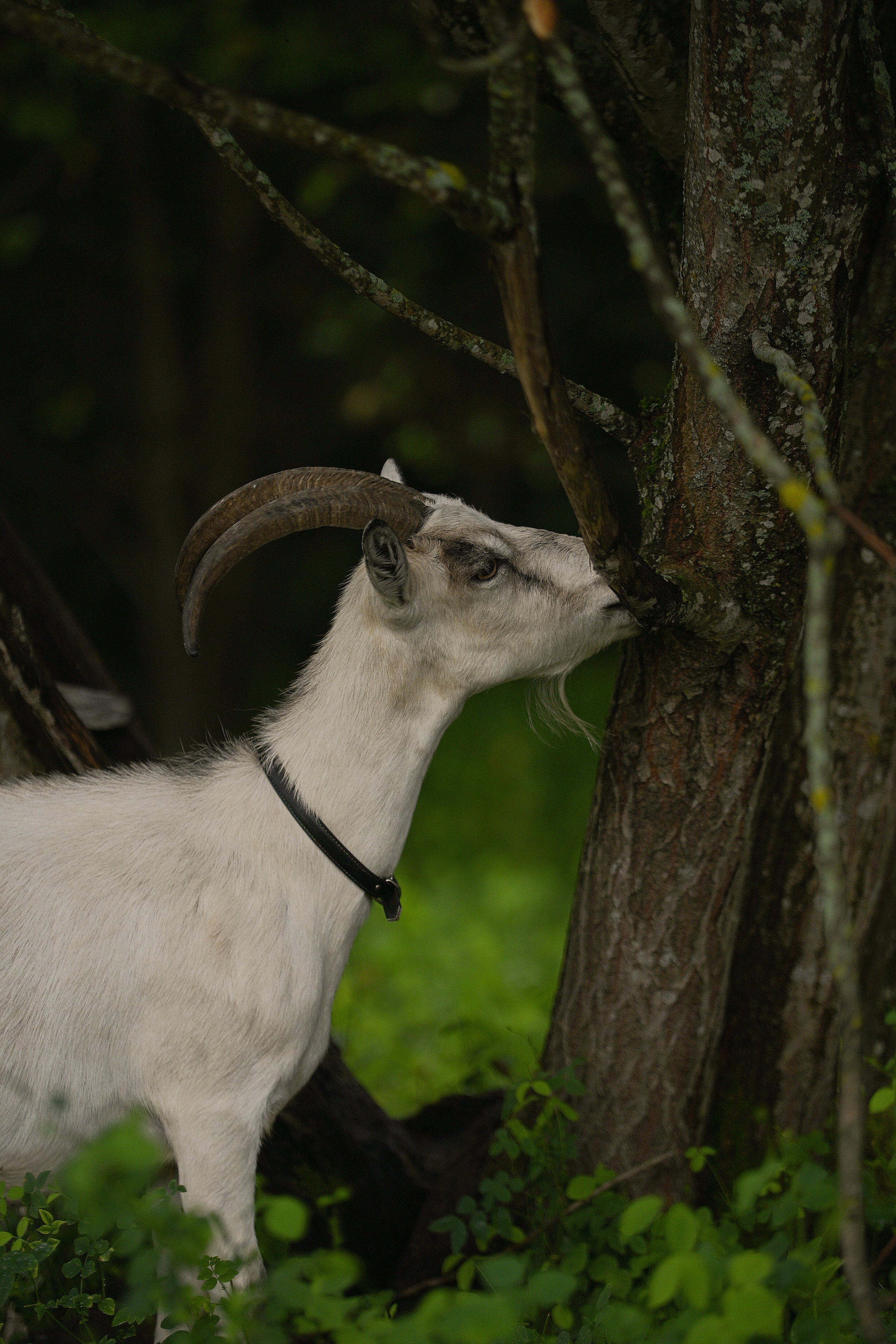 Льняная свадьба. Творческий фотограф Вологда