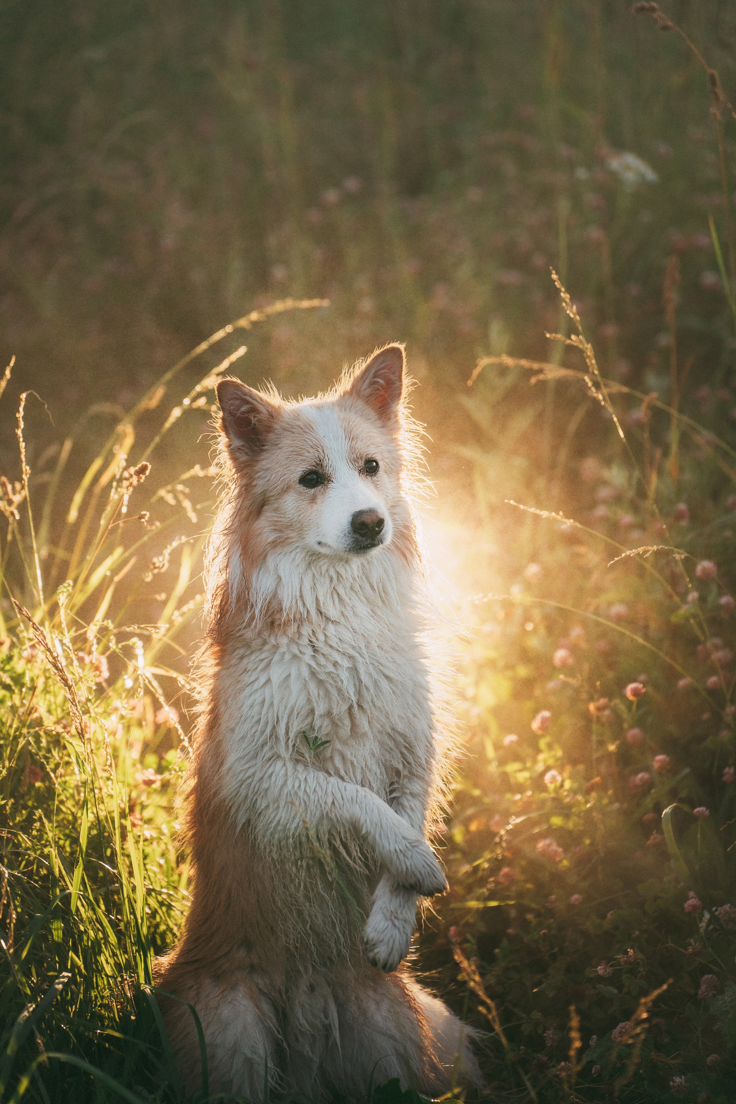 Рина и Марси. Фотограф анималист в Москве и Санкт-Петербурге Свиридова Анна