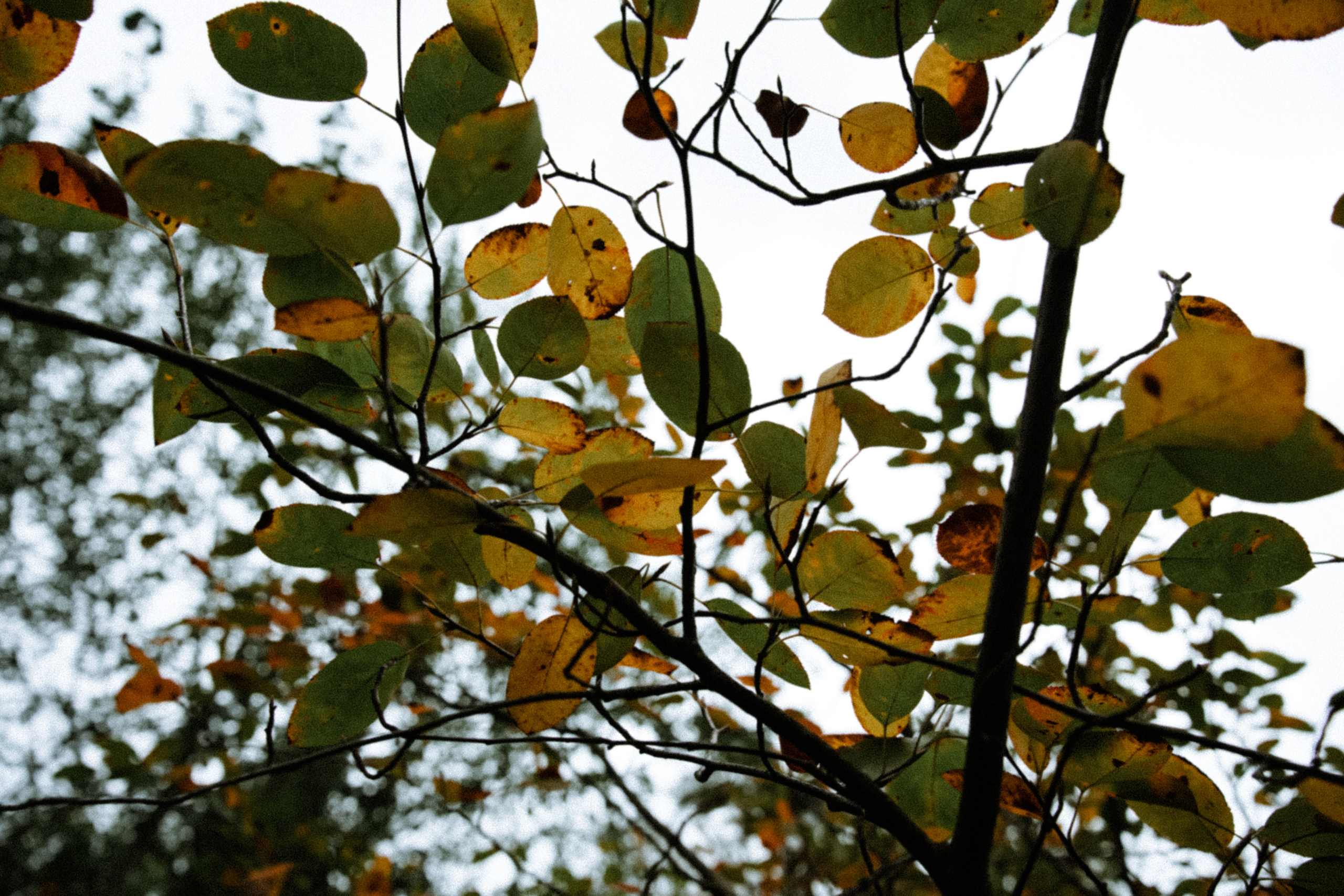 Осень 2025. Фотограф из Москвы — DASHA NOVA | Авторская фотография в разных жанрах