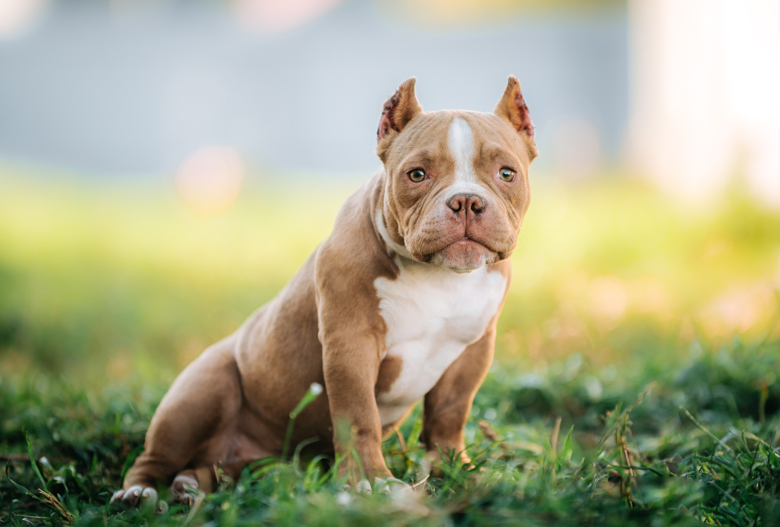 Американский булли щенки. Главная