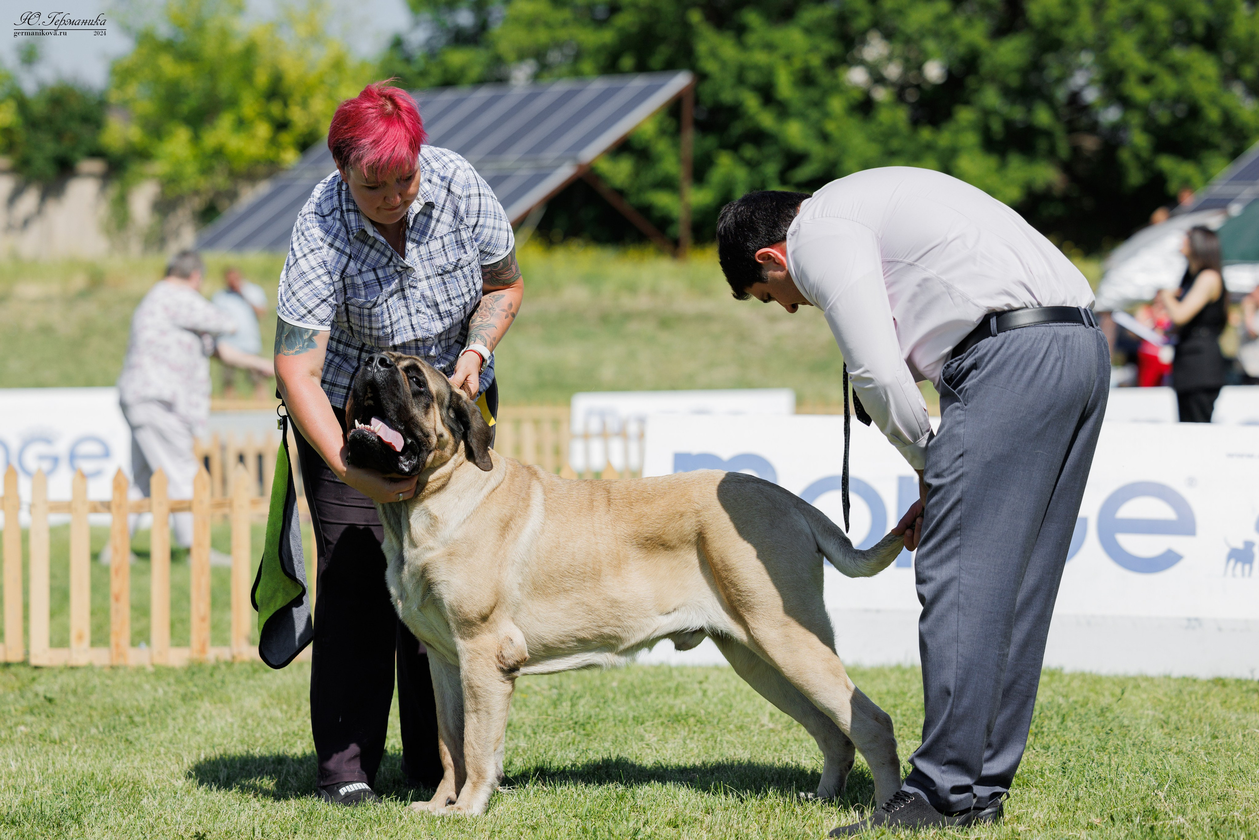 Ереван 3-5.06.2024. Фотограф-анималист Юлия Германика