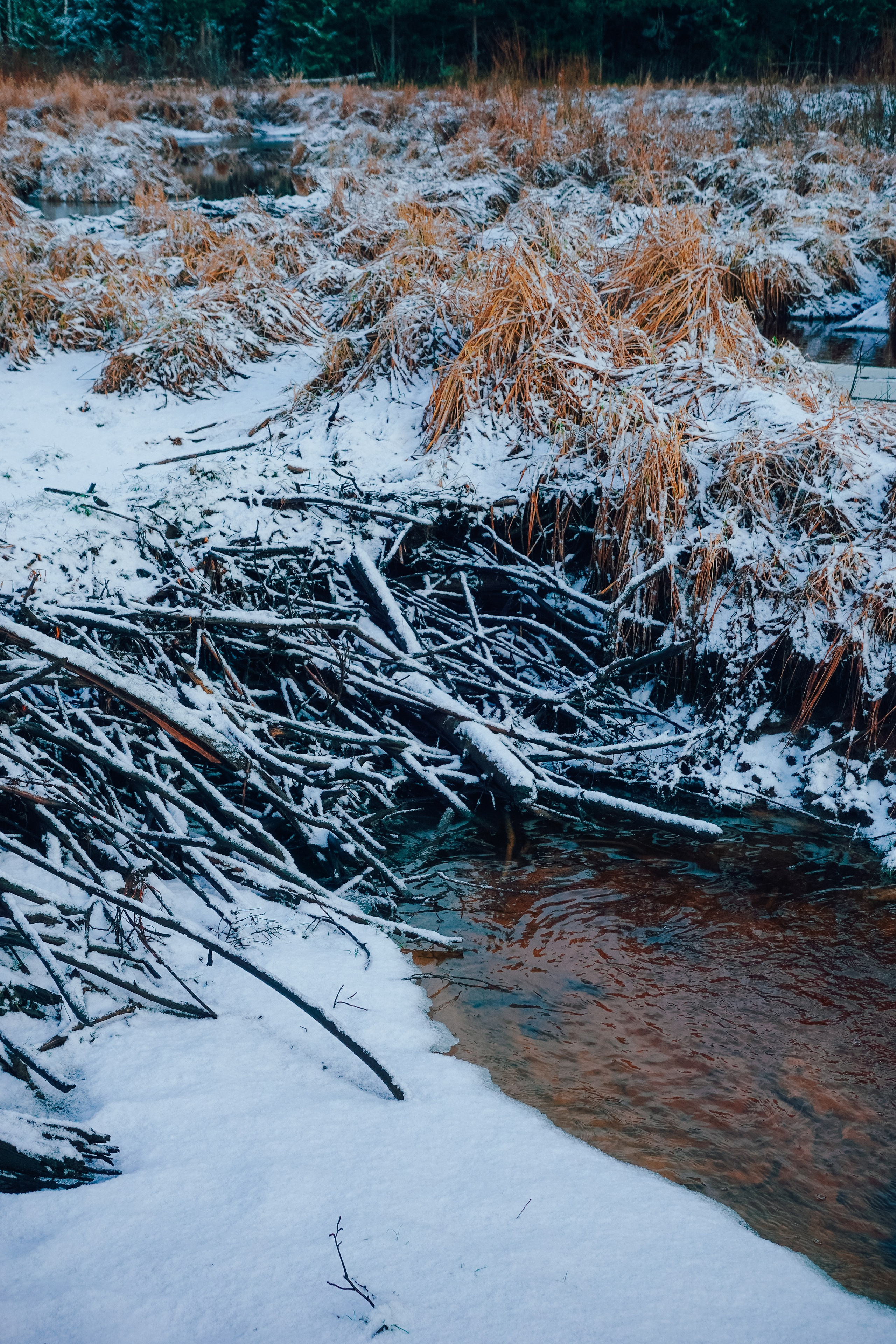 Пленишник. Фотограф Алиса Аспер
