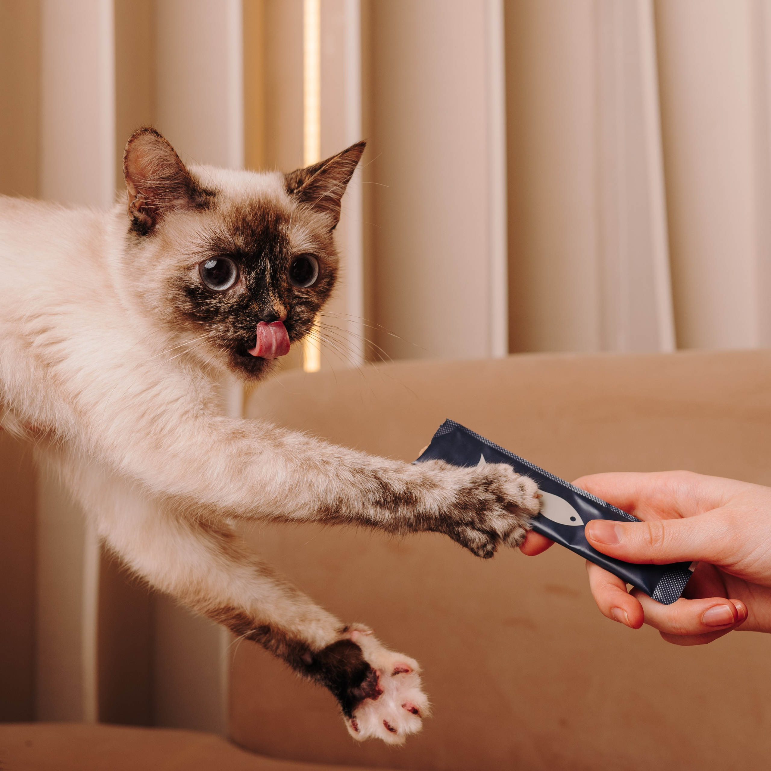 Cosmodog. Миски и лакомства. Семейный фотограф анималист Ананьева Мария — Москва