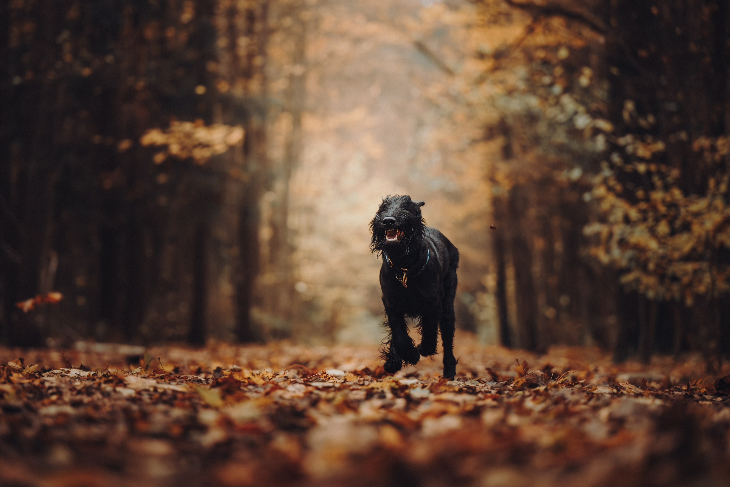 Даша и Умбра. Семейный фотограф анималист Ананьева Мария — Москва