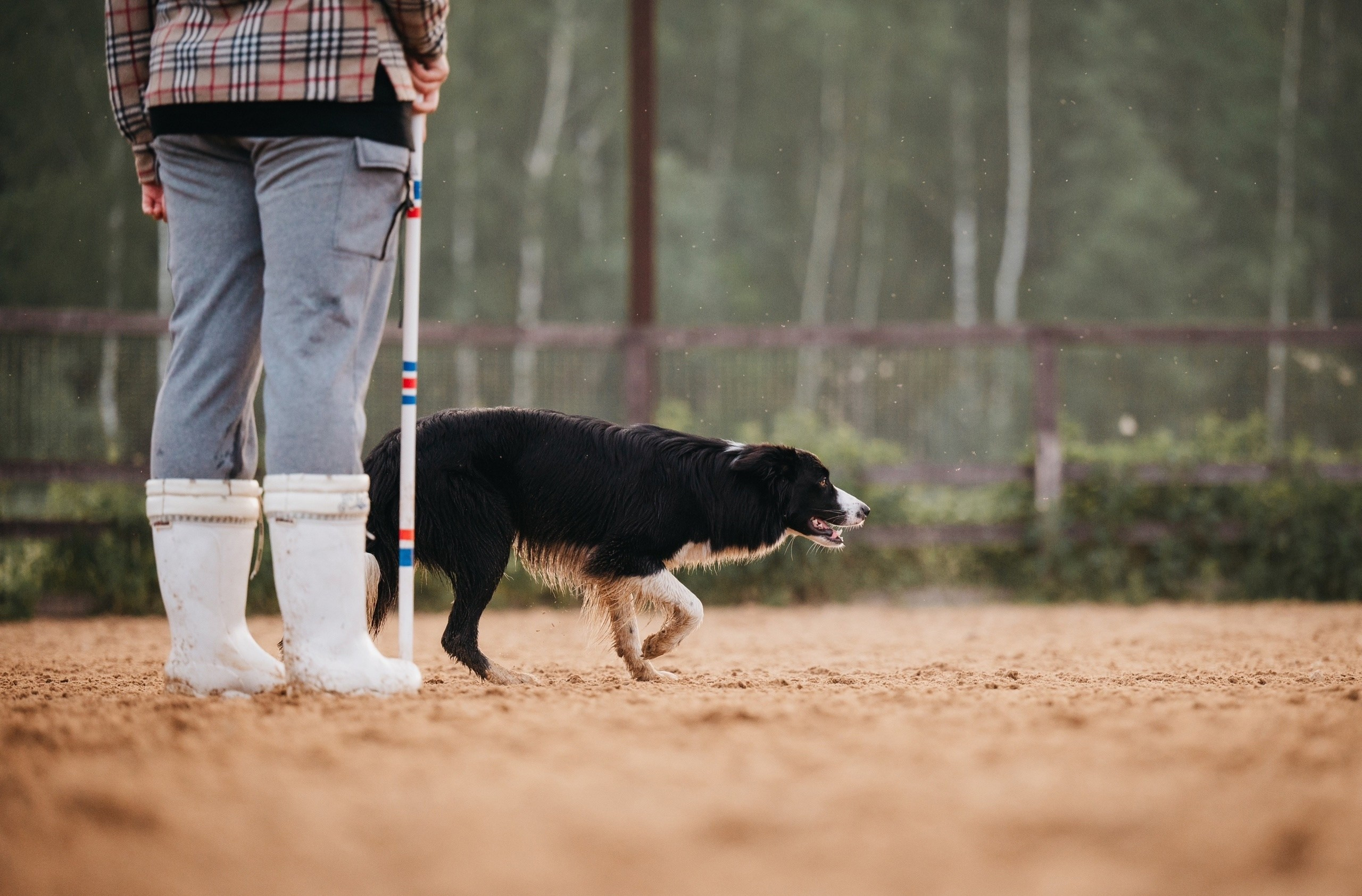 Пастьба. Семейный фотограф анималист Ананьева Мария — Москва