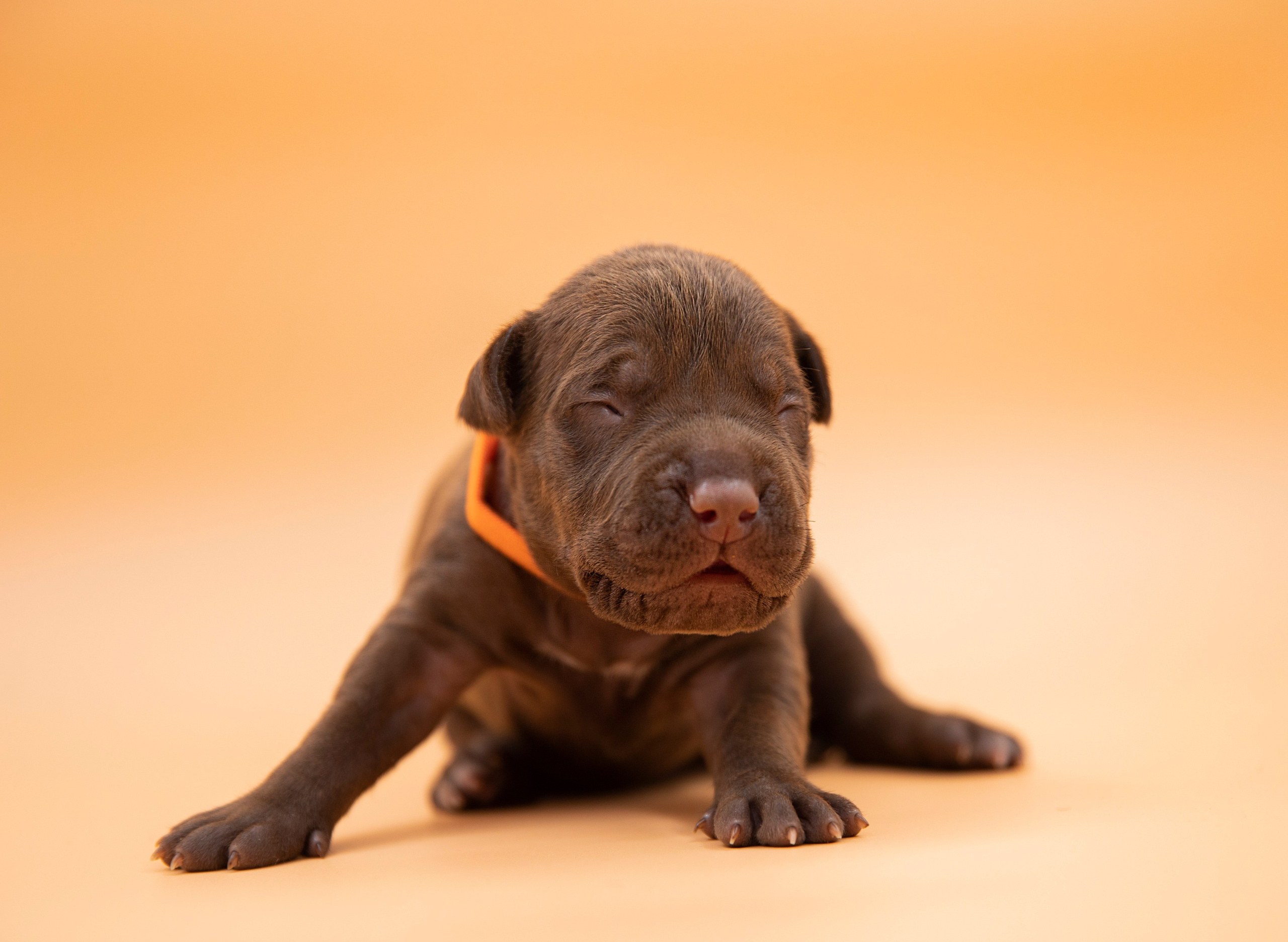 Фотосъёмки щенков. Фотограф-анималист Павлова Любовь
