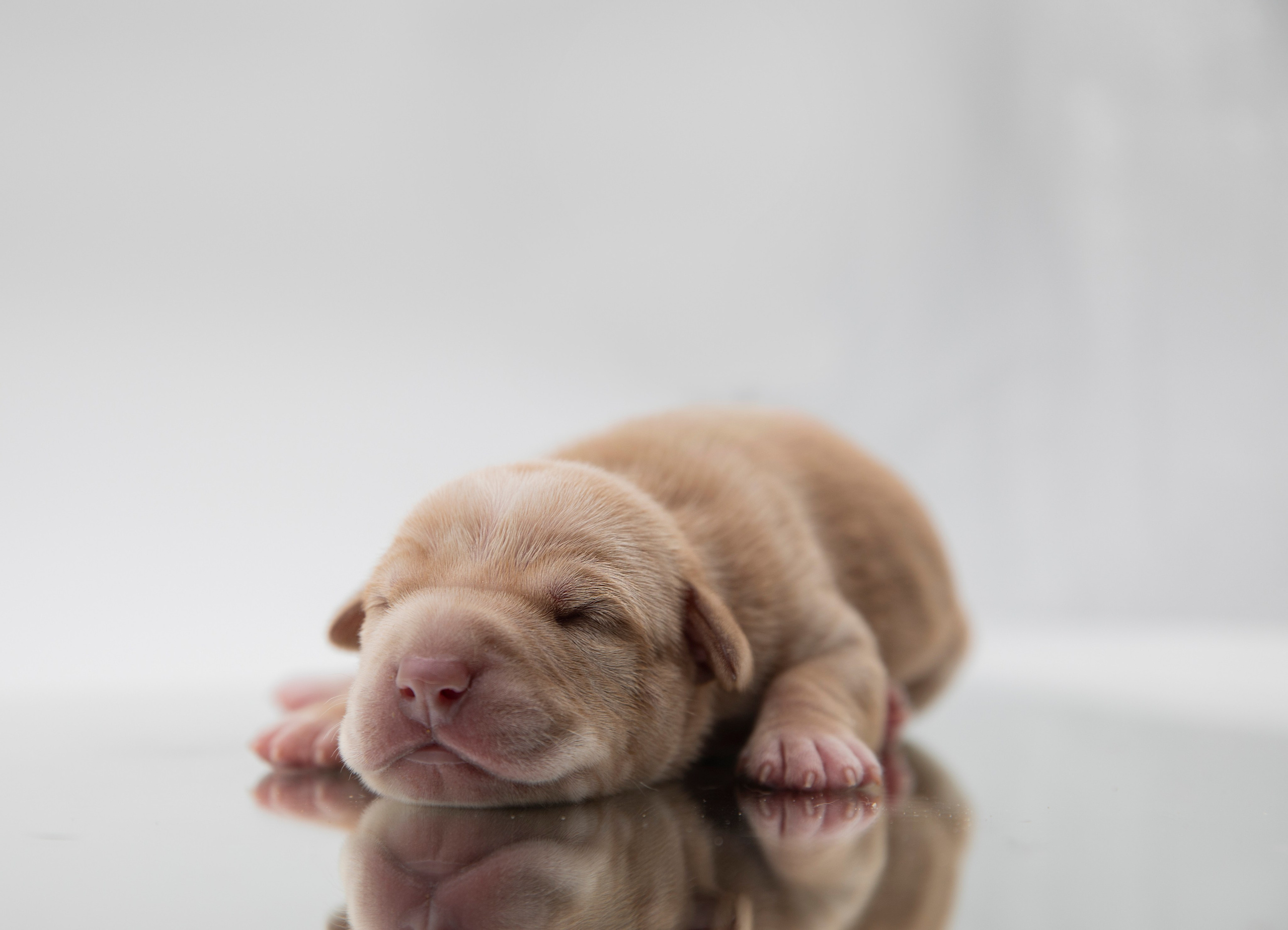 Фотосъёмки щенков. Фотограф-анималист Павлова Любовь