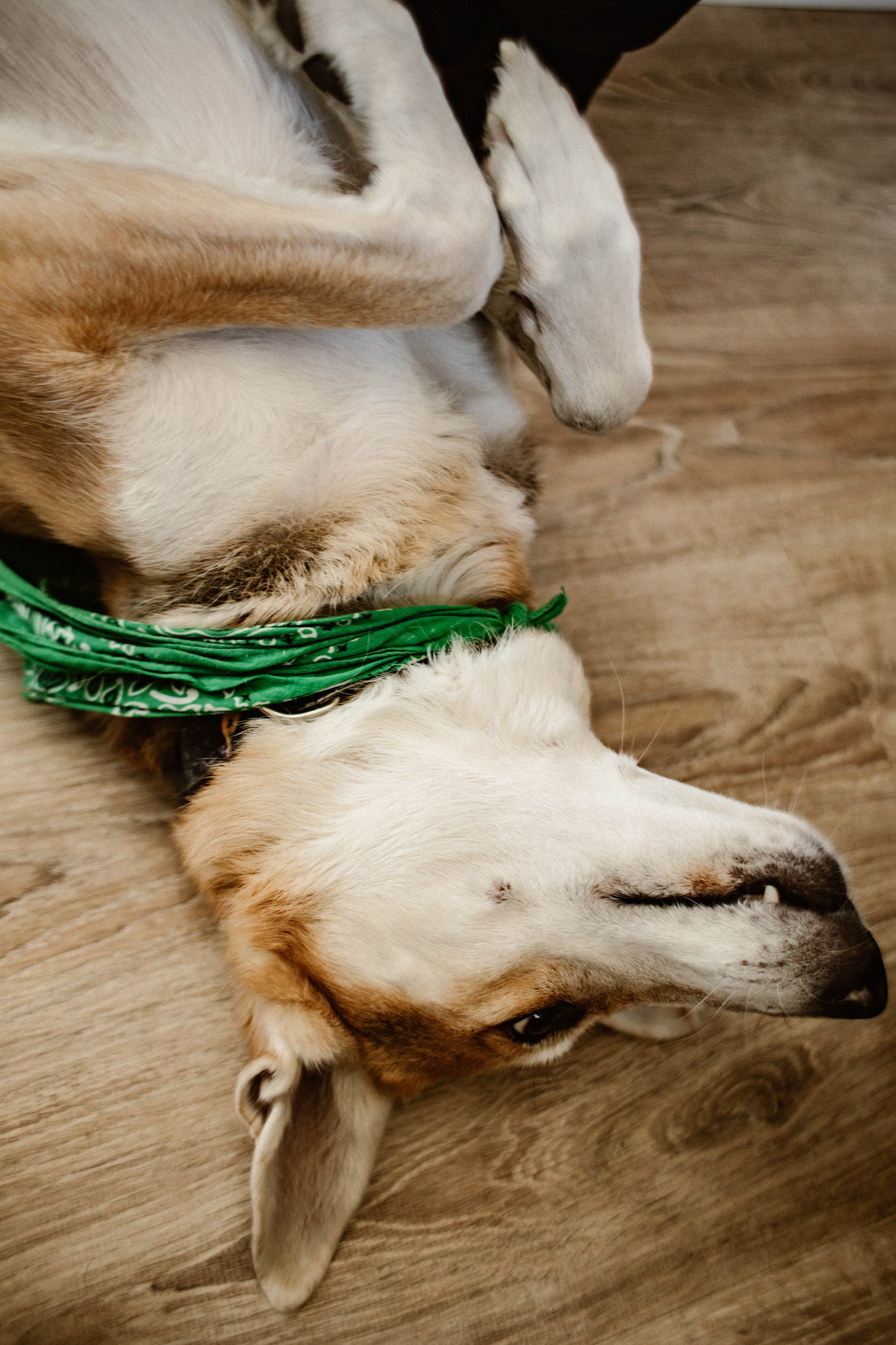 Миша. Матвей. Эмми. Фотограф в Нижнем Новгороде