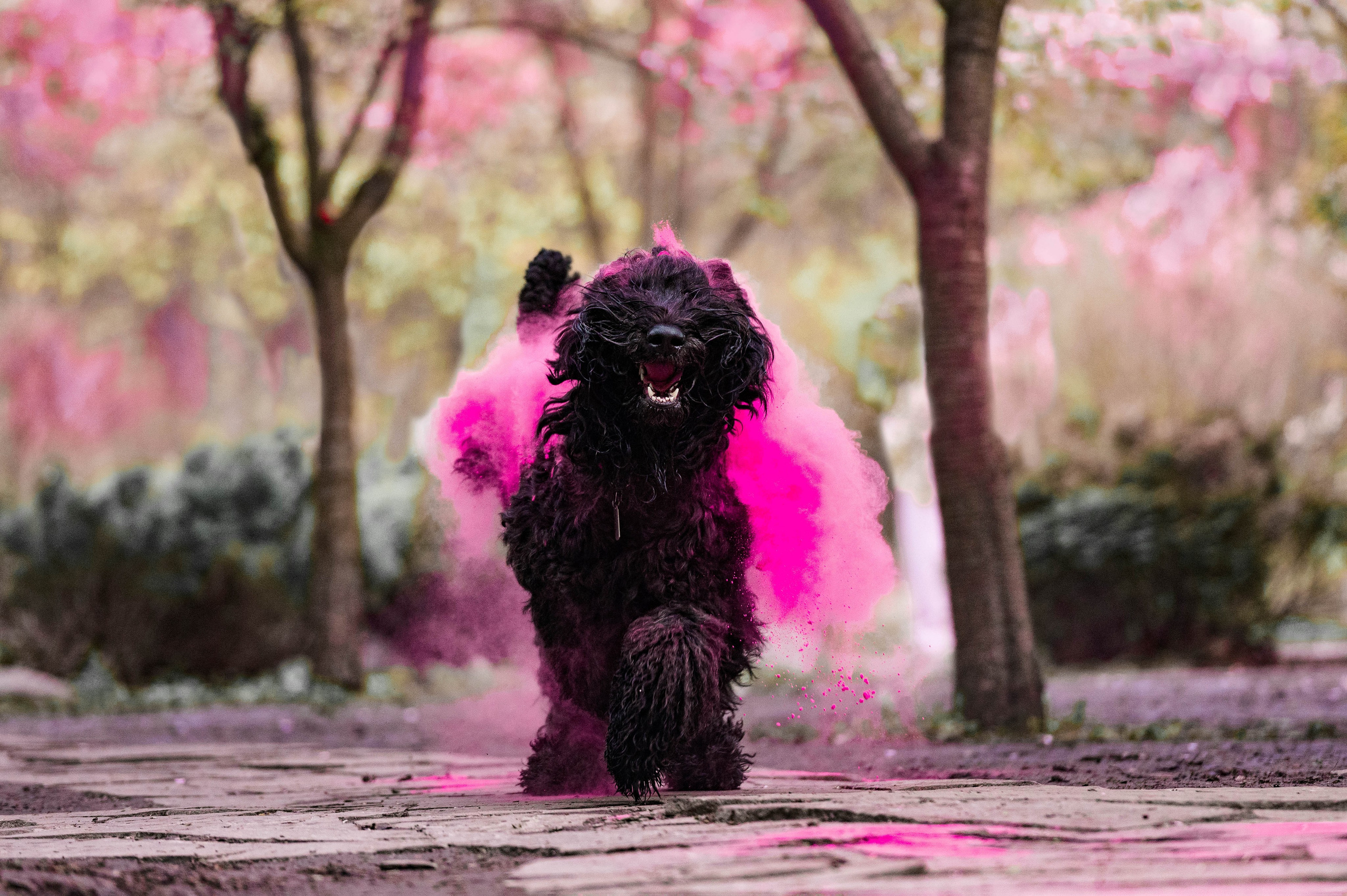 Черныши, сакура и краски холи. Фотограф-анималист