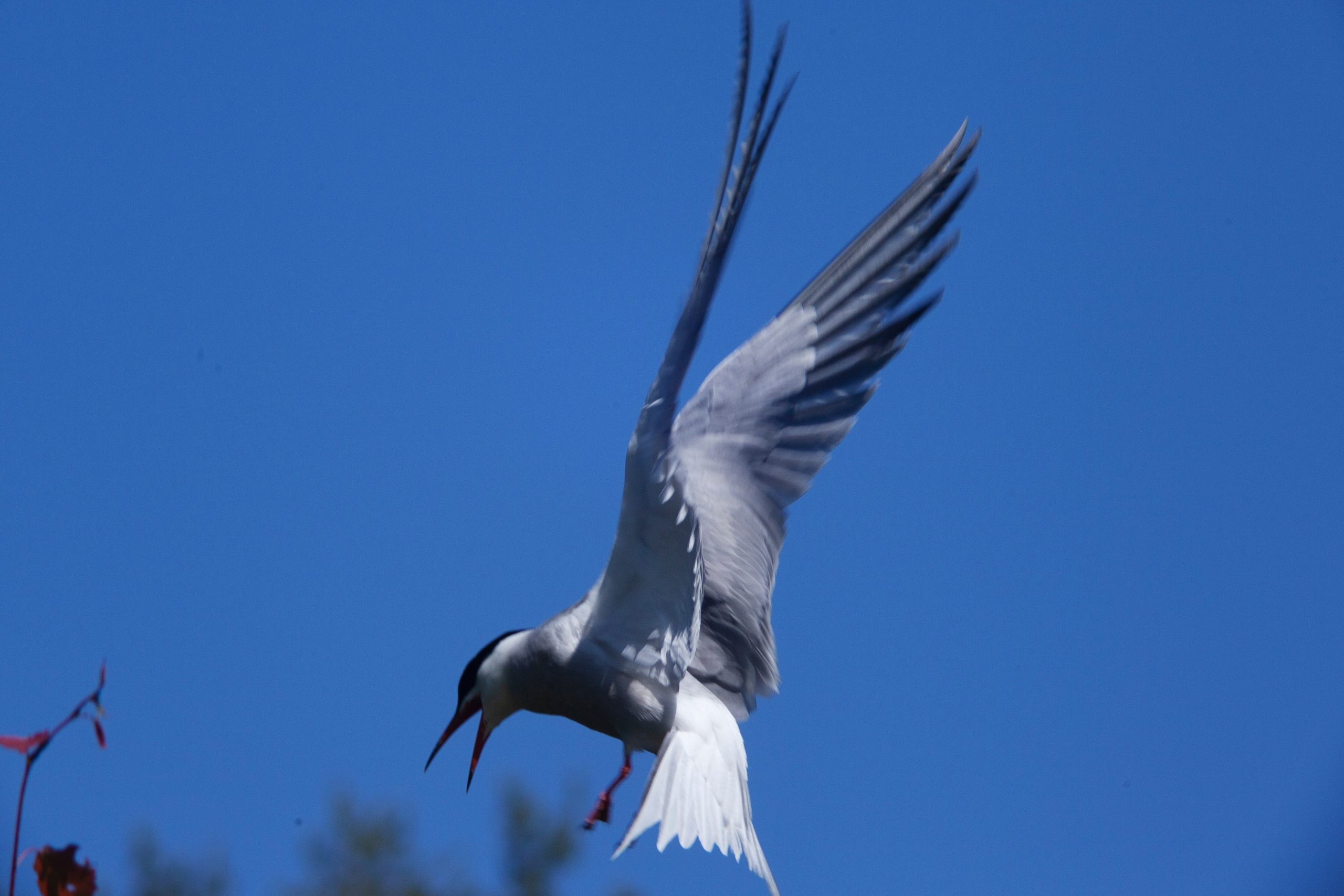 Крачки. Фотограф Адигамова Юлия в Петербурге