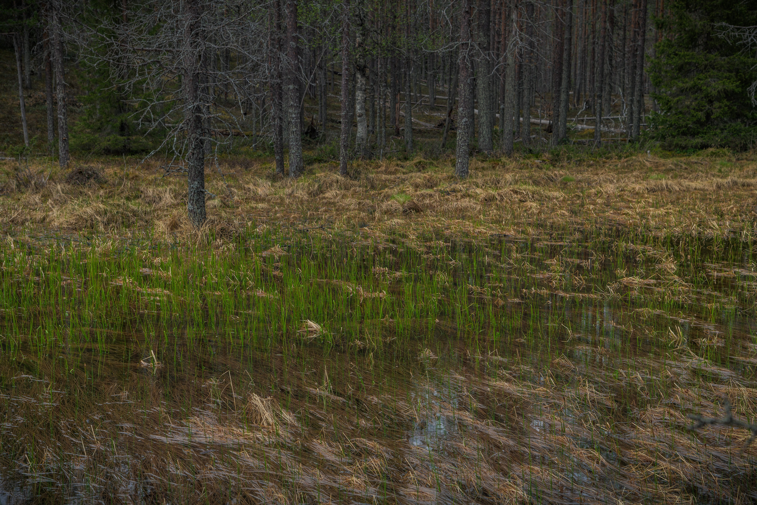 Начало лета в Короуоме. Северные Ночи