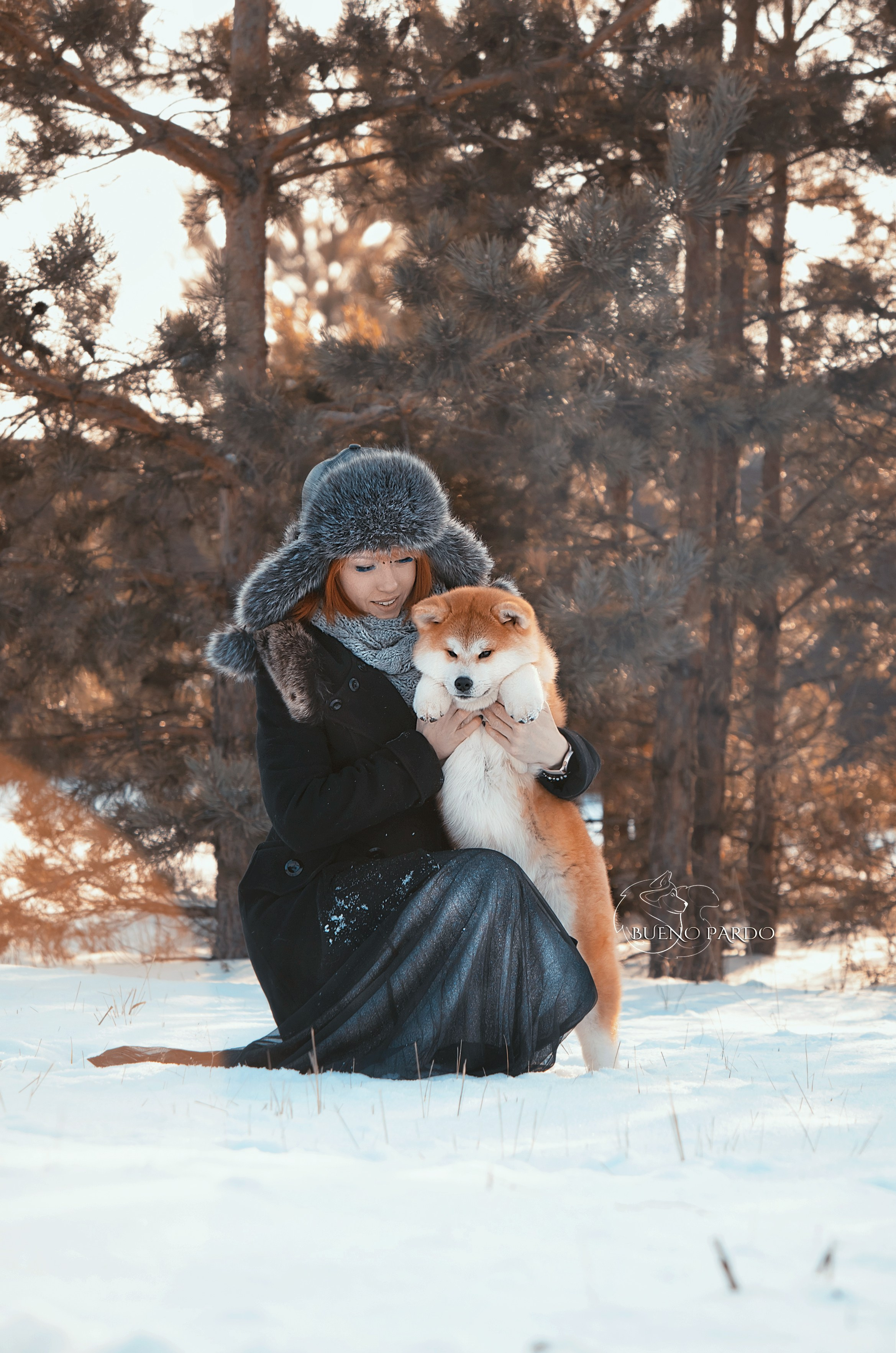 АКИТА. Kawaii Kuma питомник собак пород Корги пемброк, Акита ину, Сиба