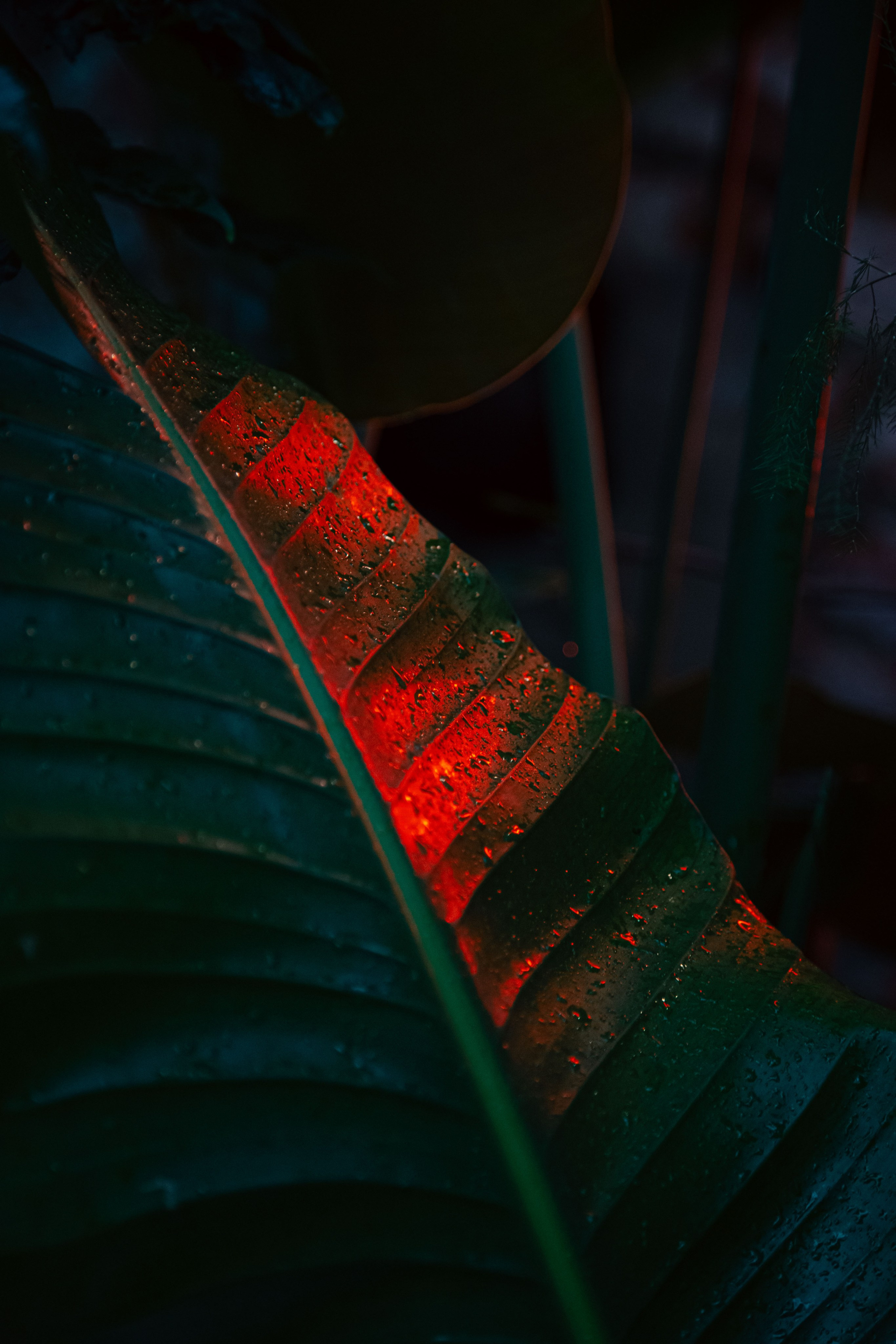 Китайский новый год 2025. Dmitriy [KCCC] is a pretty cool photographer