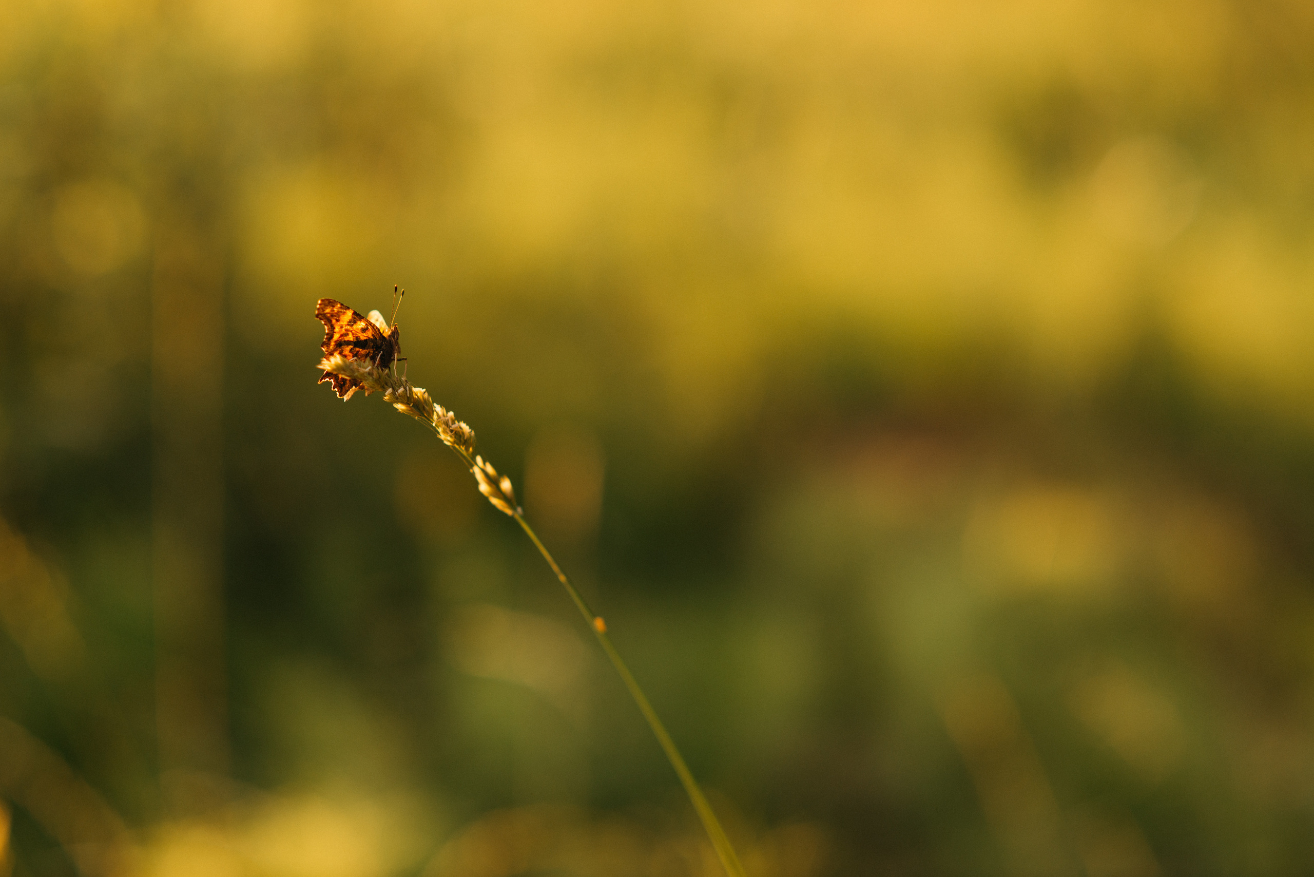 В цветущем поле. Свадебный фотограф Ижевск Петр Шишков
