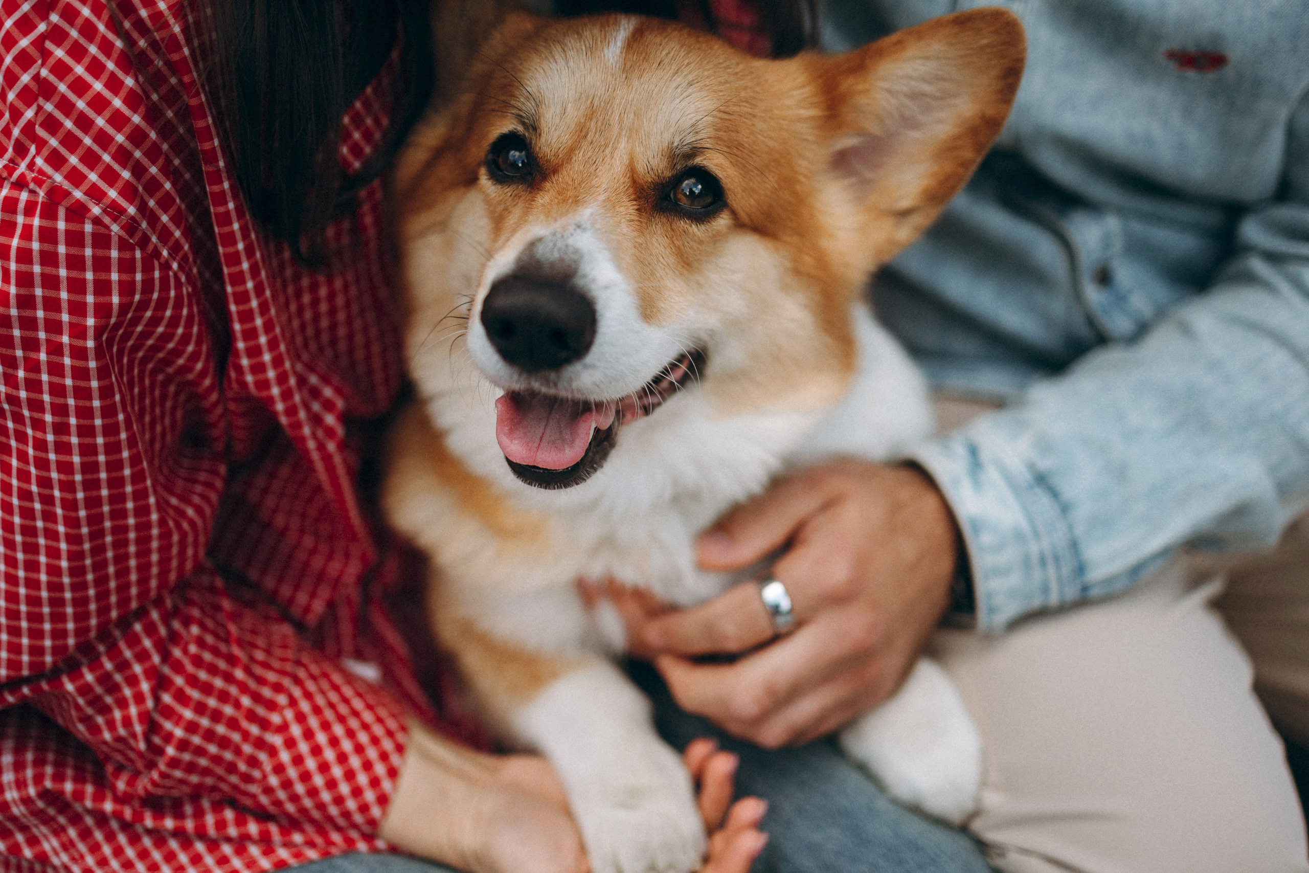 Момо, Люда и Эд. Фотограф анималист Анастасия Пикей