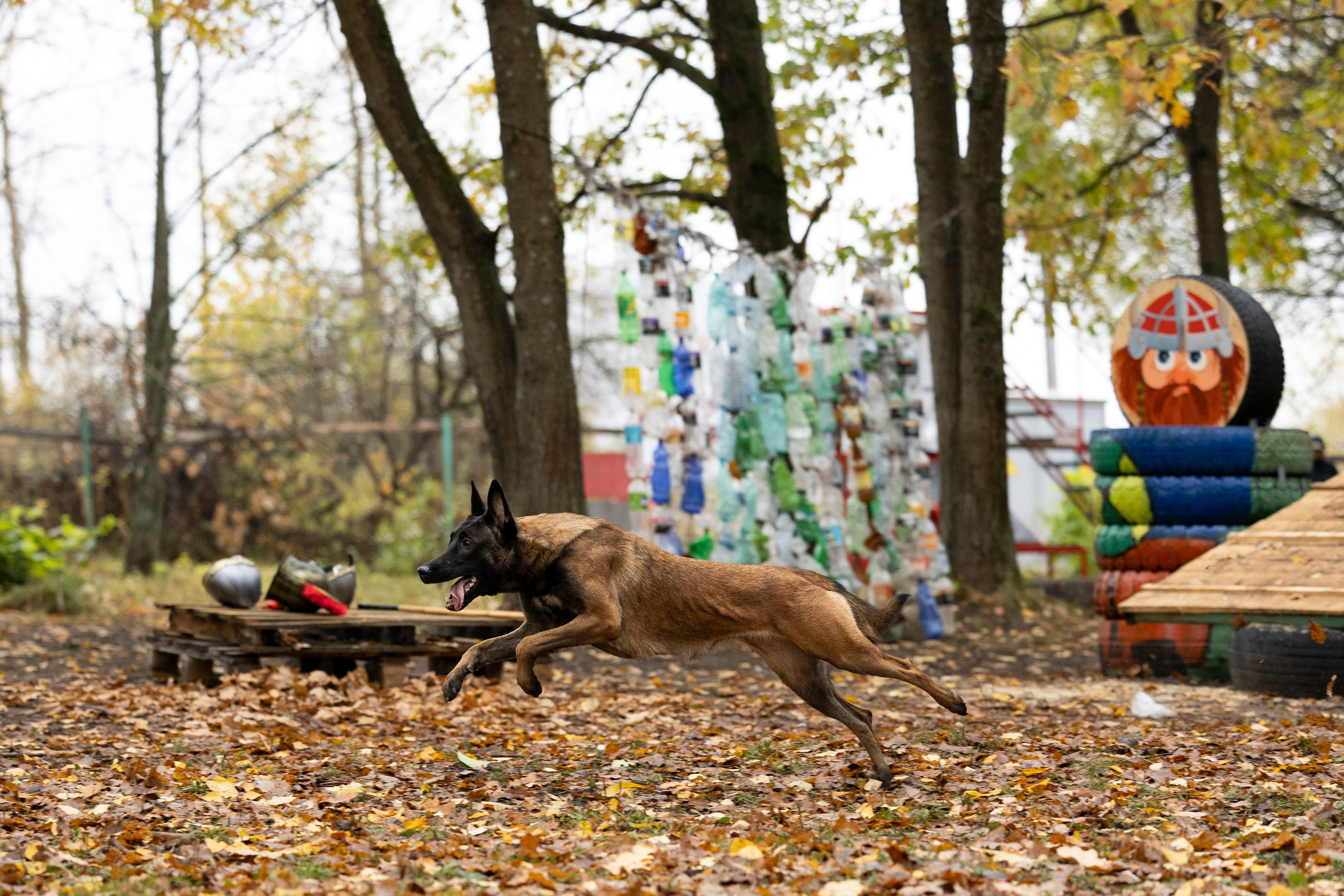 Соревнования по Мондьорингу г. Вологда. Фотограф-анималист Анна Маринич