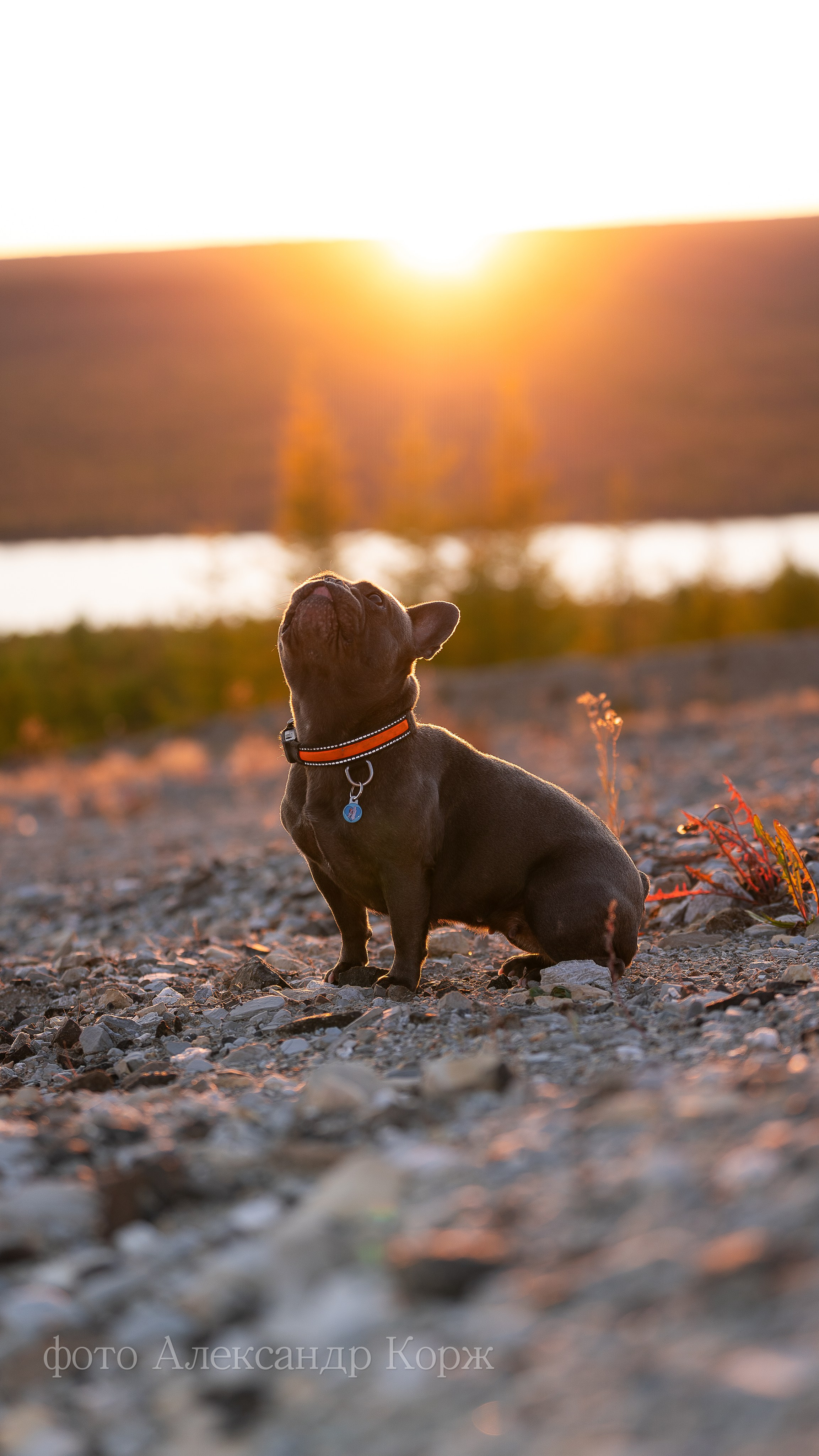 Животные. Фотографии и видеосъемка, Айхал, Удачный, Якутия. Фотографии Айхал
