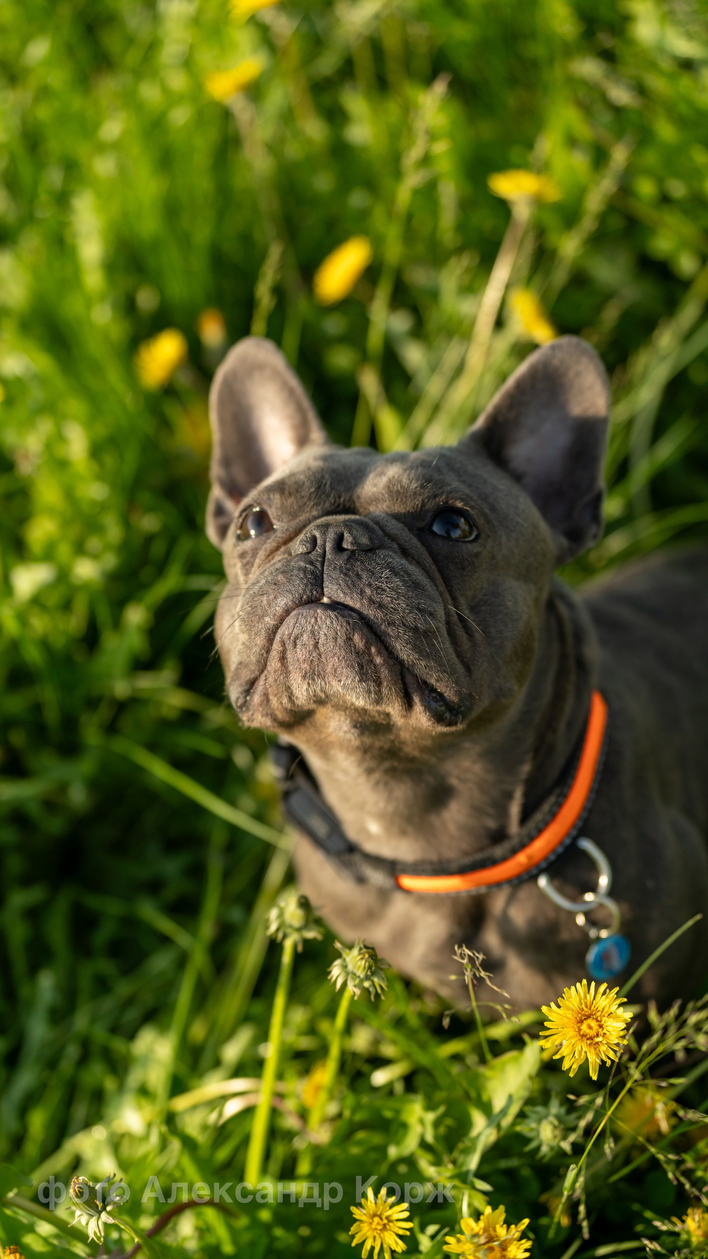 Животные. Фотографии и видеосъемка, Айхал, Удачный, Якутия. Фотографии Айхал